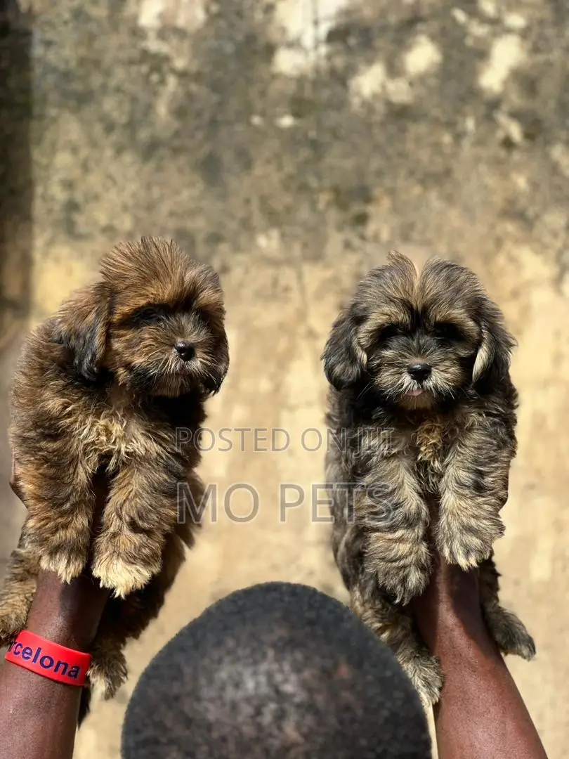 1-3 months Male Purebred Lhasa Apso