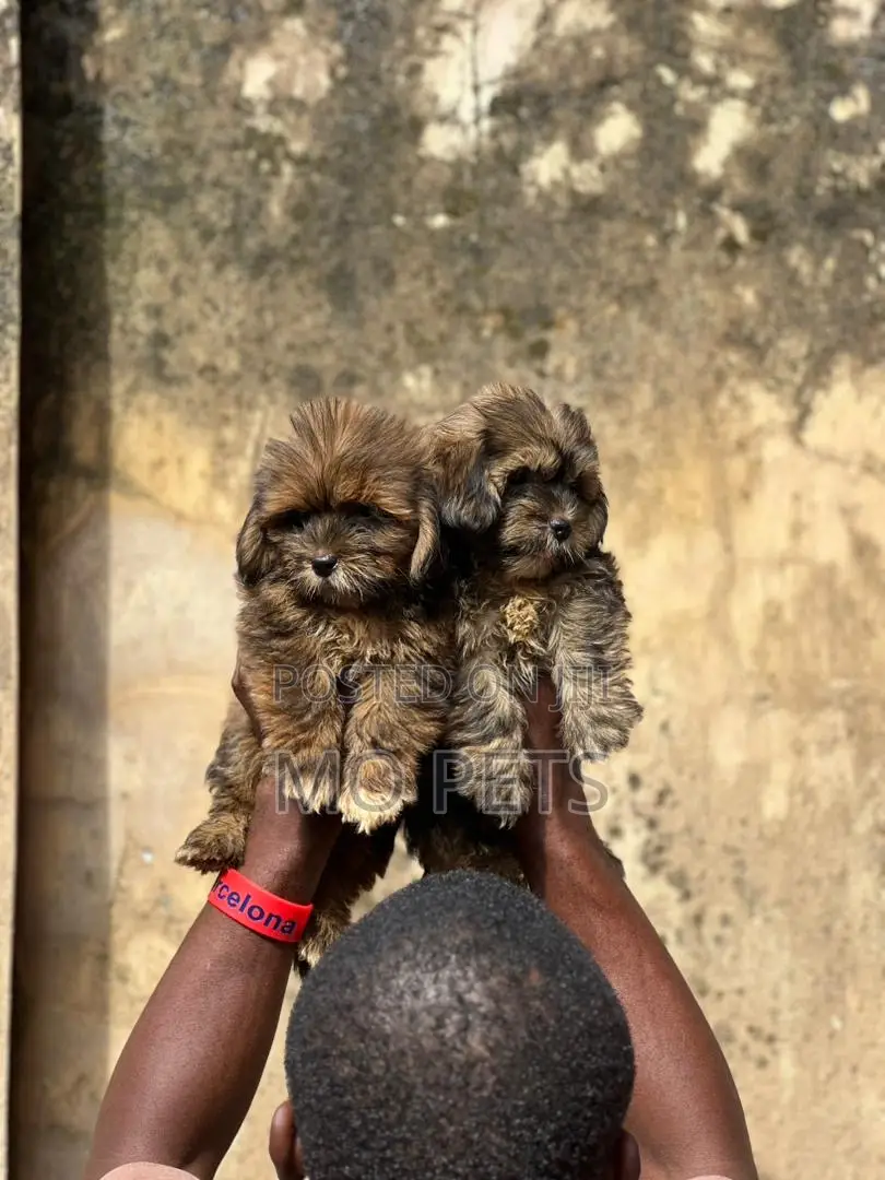 1-3 months Male Purebred Lhasa Apso