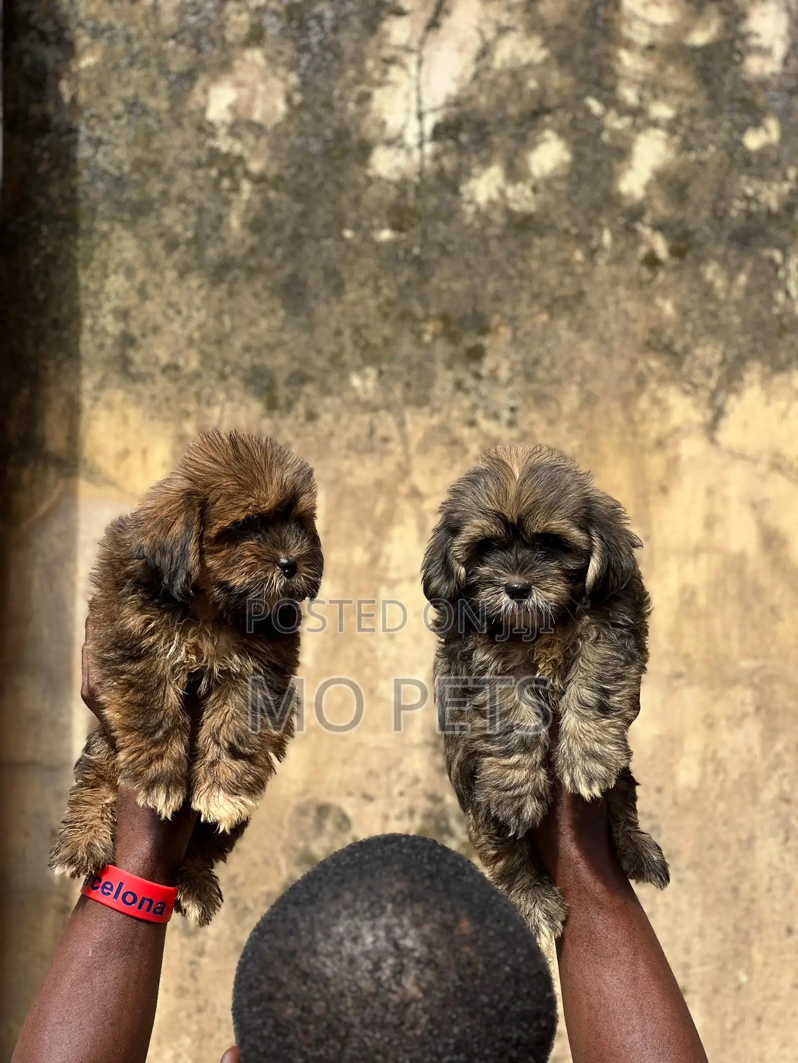1-3 months Male Purebred Lhasa Apso