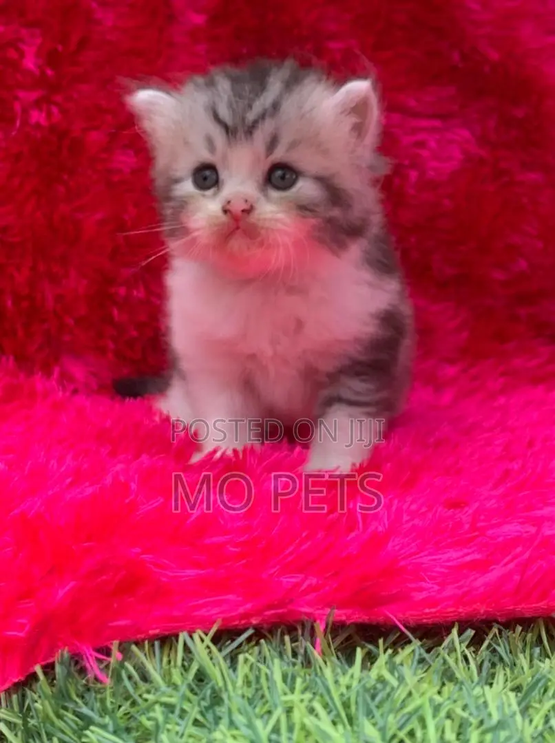 1-3 months Male Purebred Persian