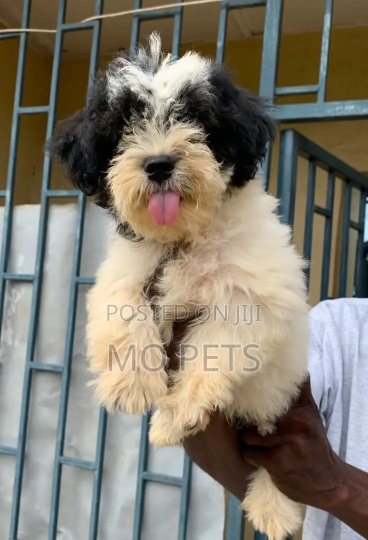 1-3 months Male Purebred Lhasa Apso