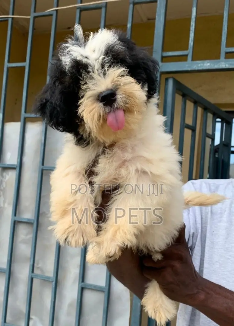 1-3 months Male Purebred Lhasa Apso