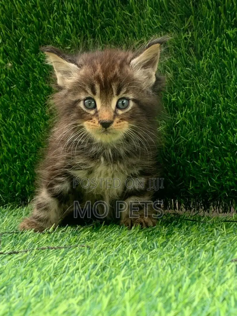 1-3 months Female Purebred Maine Coon