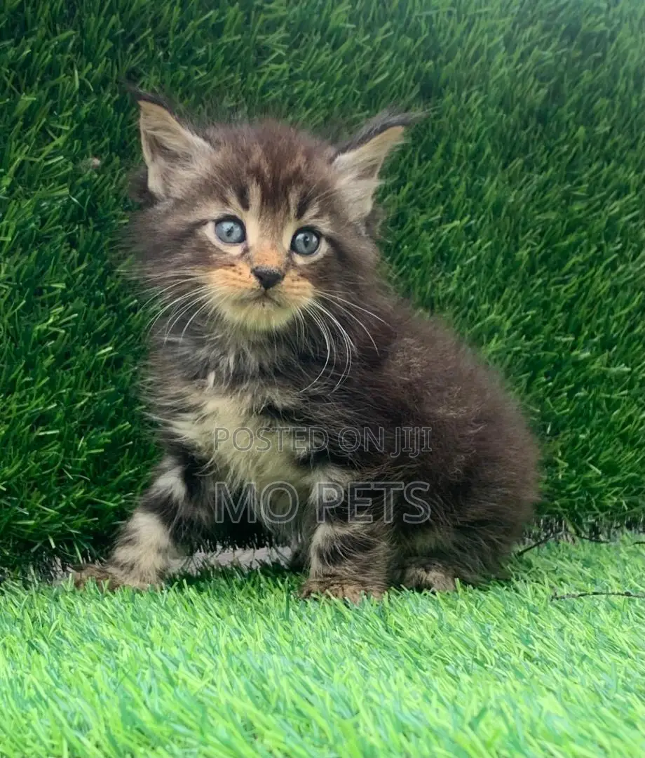 1-3 months Female Purebred Maine Coon