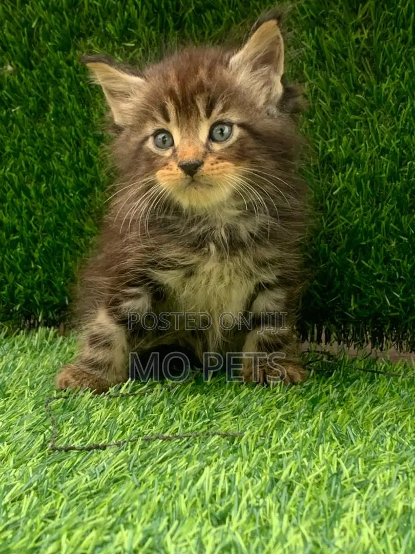 1-3 months Female Purebred Maine Coon