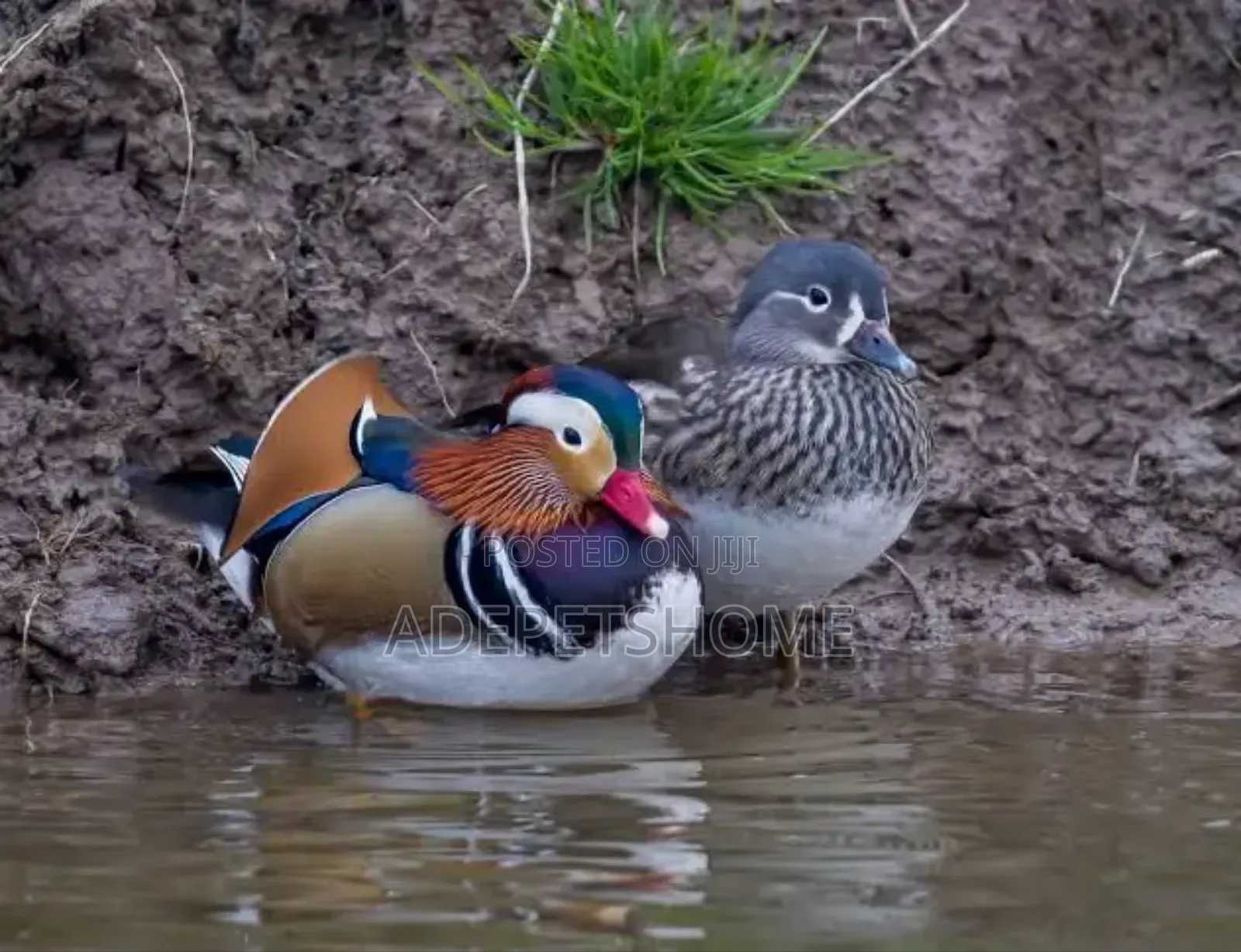 Mandarin Ducks