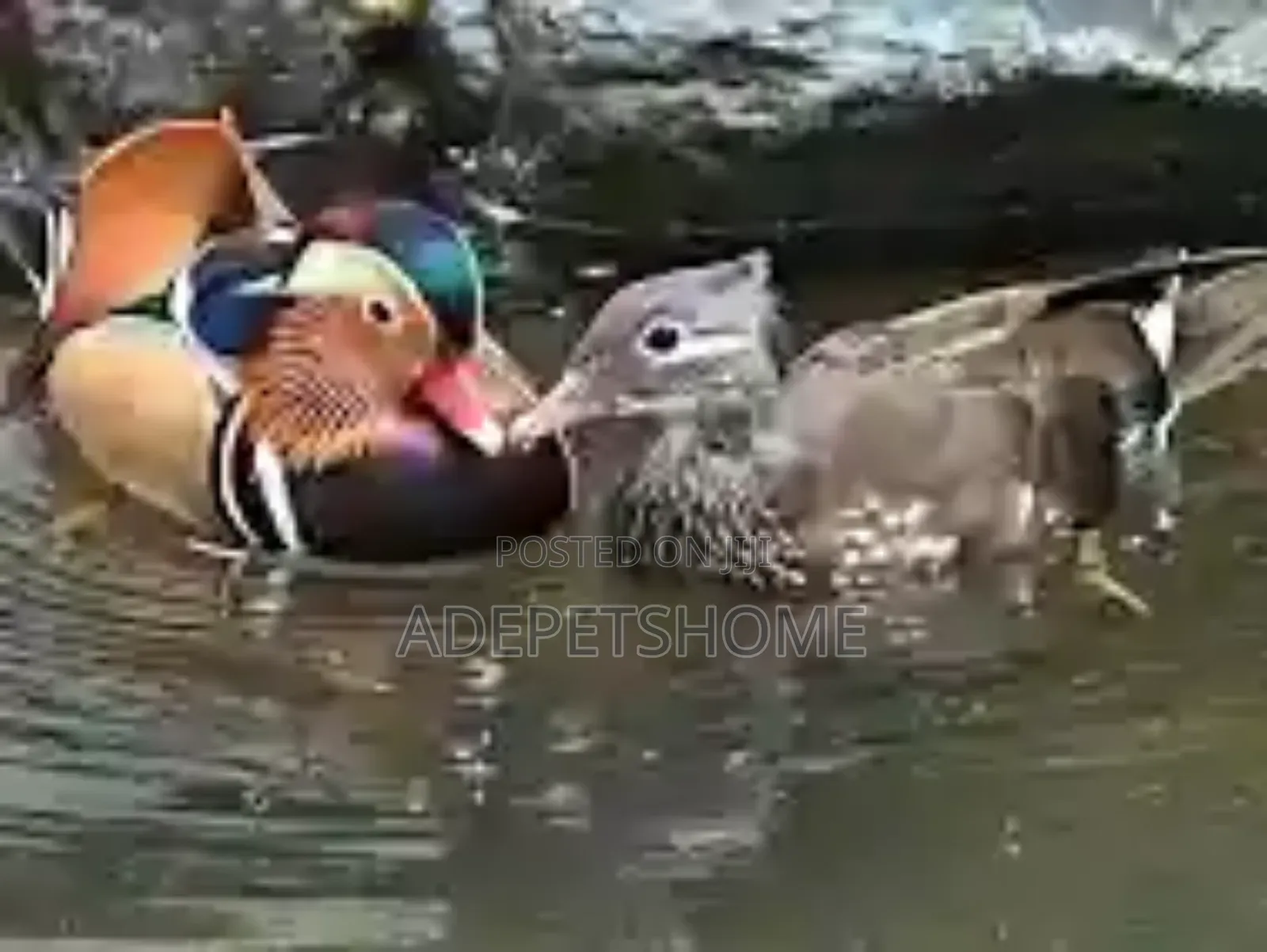 Mandarin Ducks