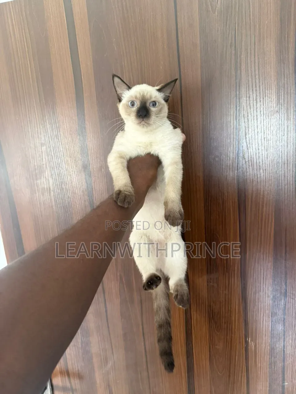 1-3 months Female Purebred Siamese