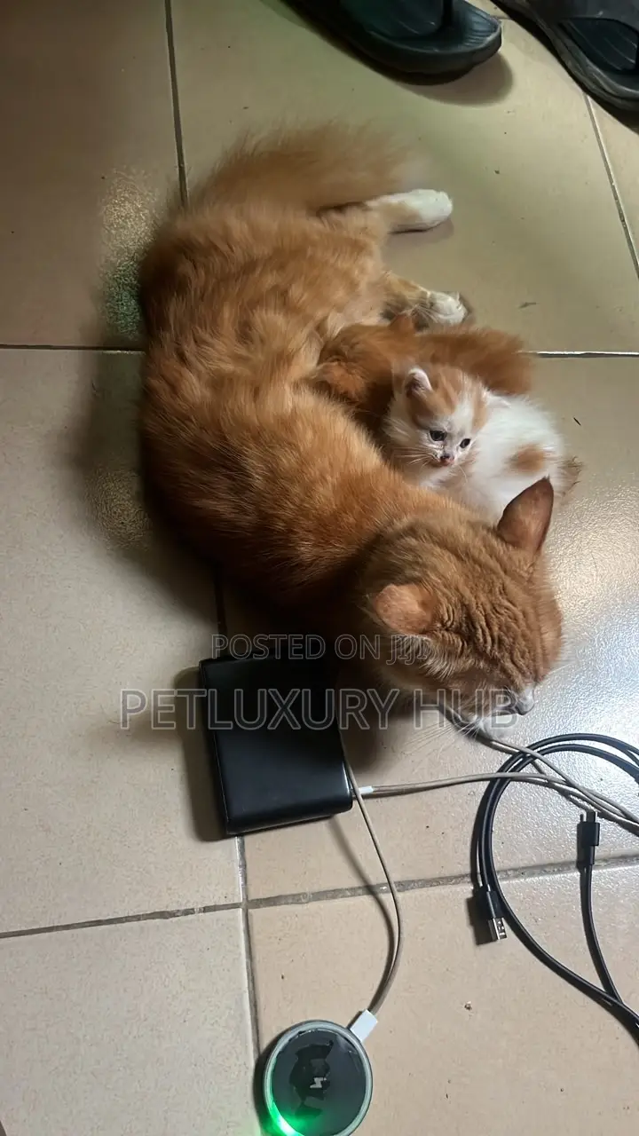 0-1 month Male Purebred Turkish Angora