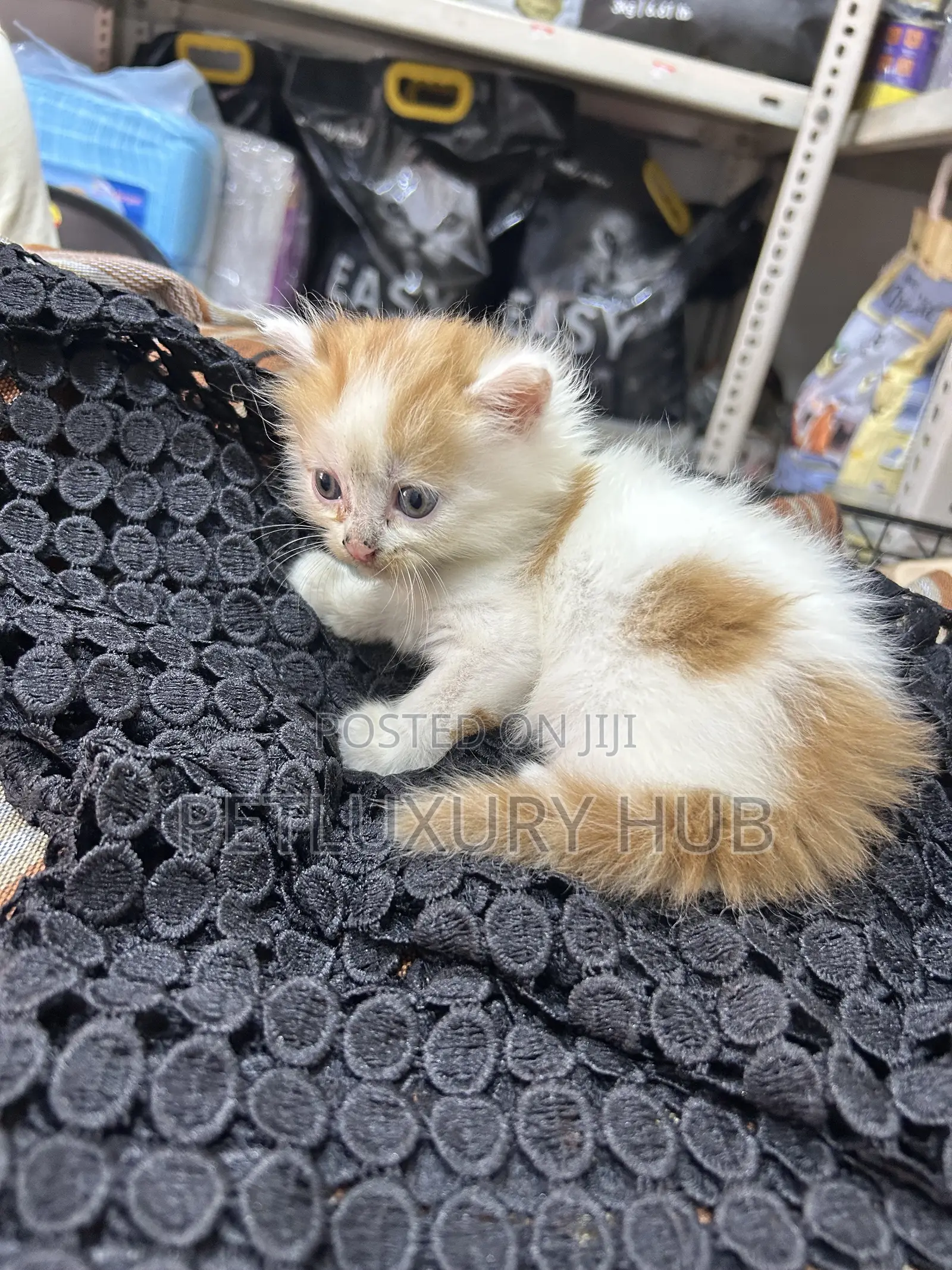 0-1 month Male Purebred Turkish Angora