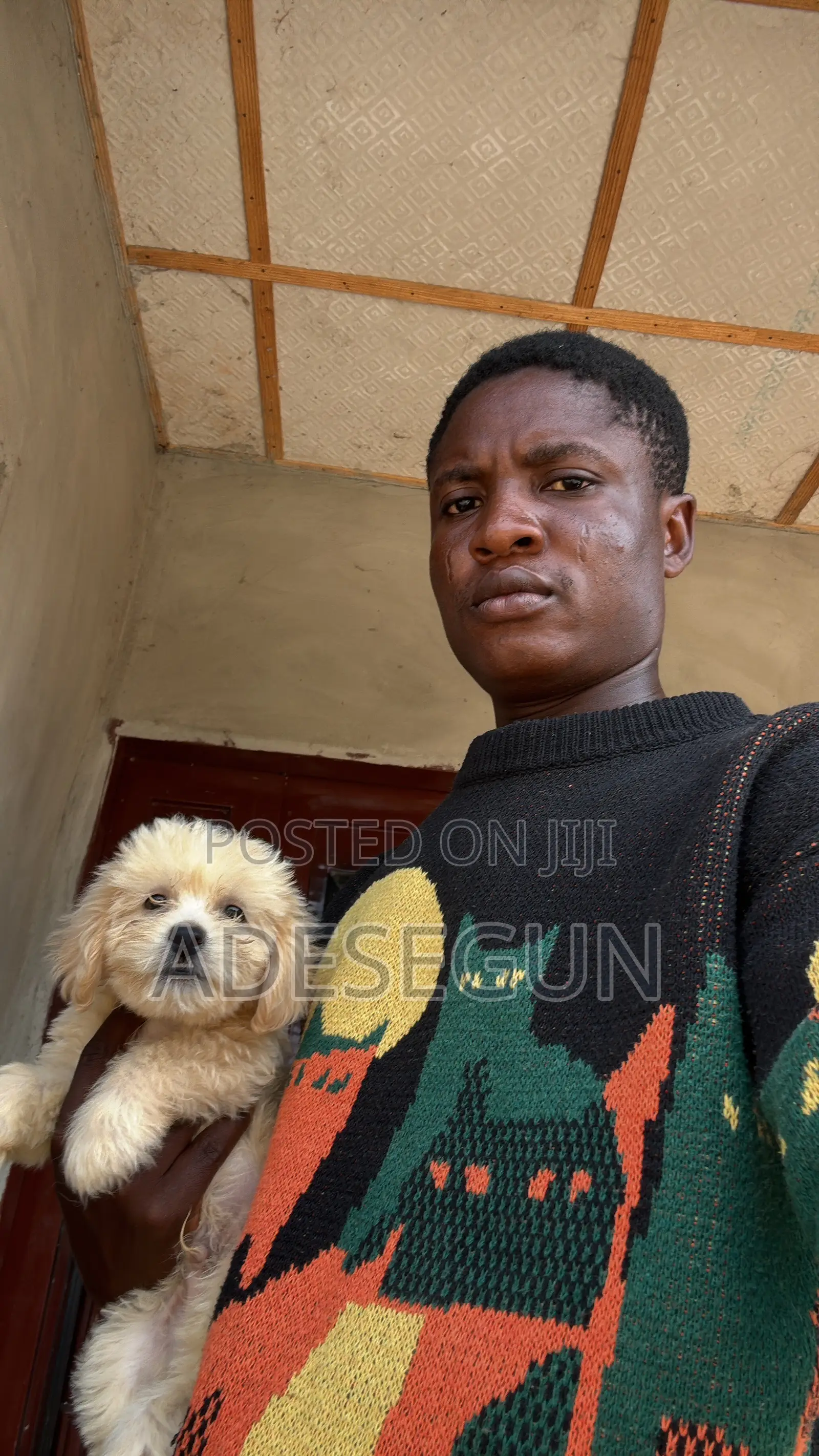 1-3 months Male Purebred Lhasa Apso