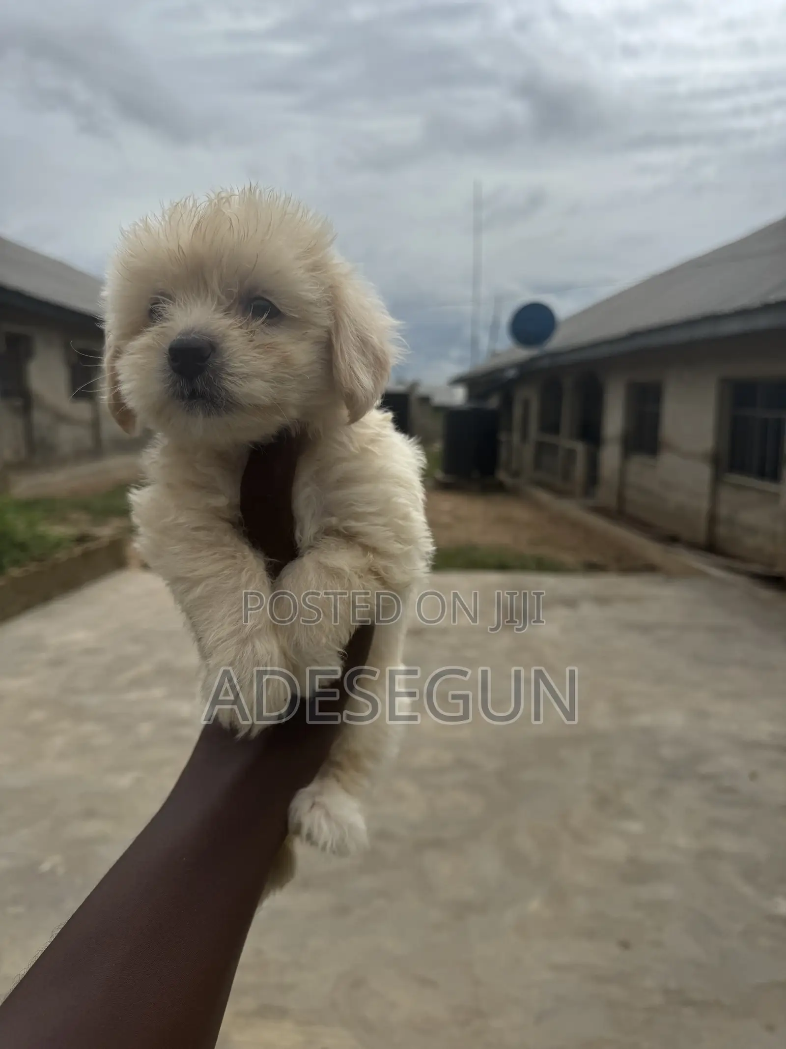 1-3 months Male Purebred Lhasa Apso
