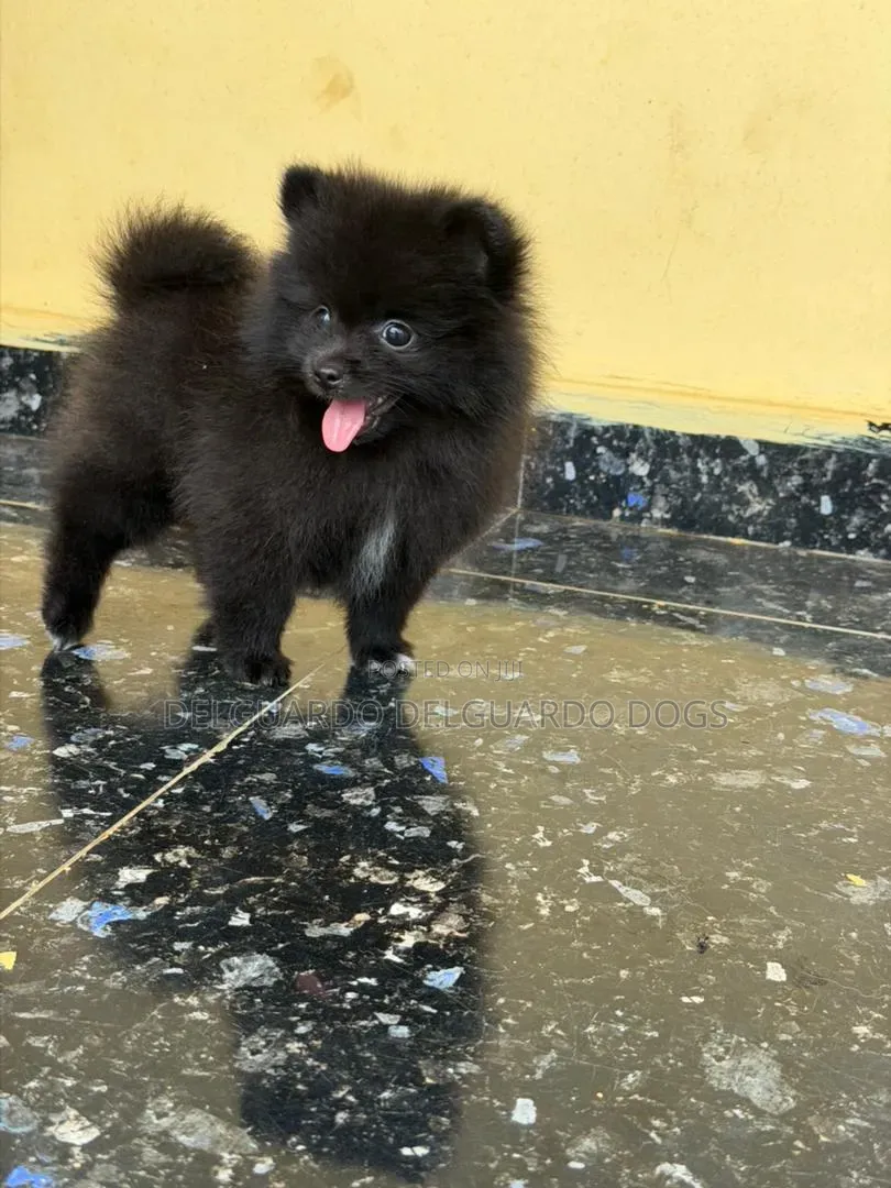 1-3 months Female Purebred Pomeranian
