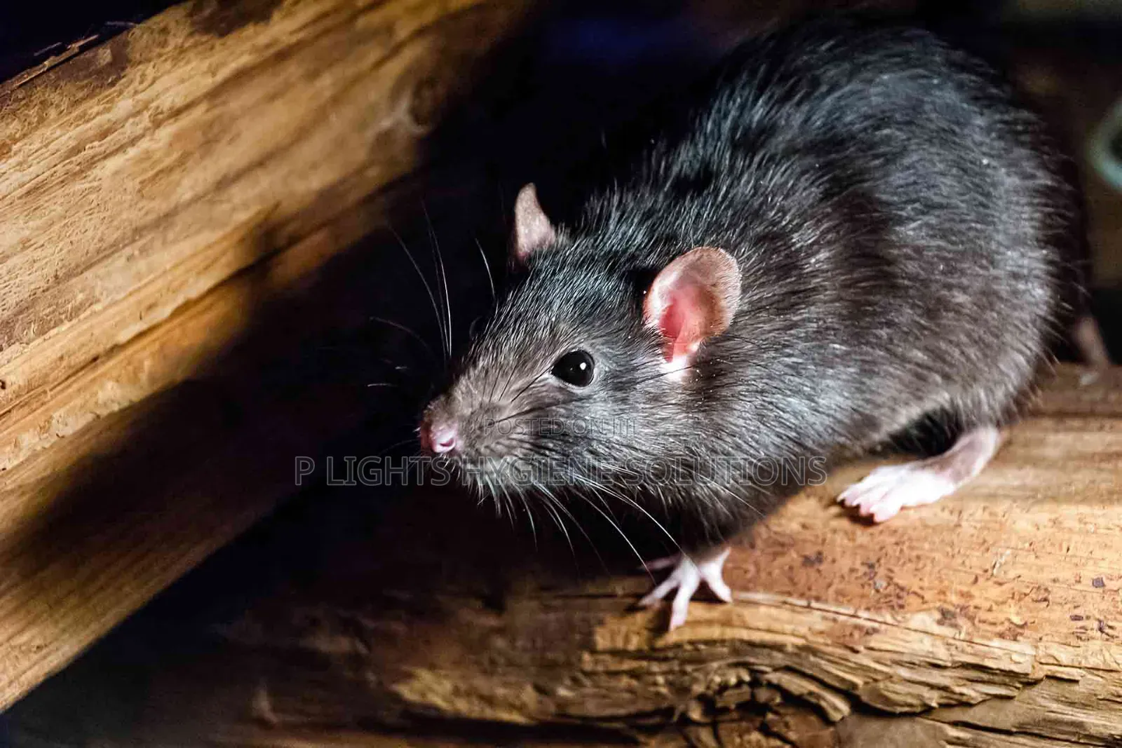 Eliminate Bedbugs, Termite, Cockroach and Rats