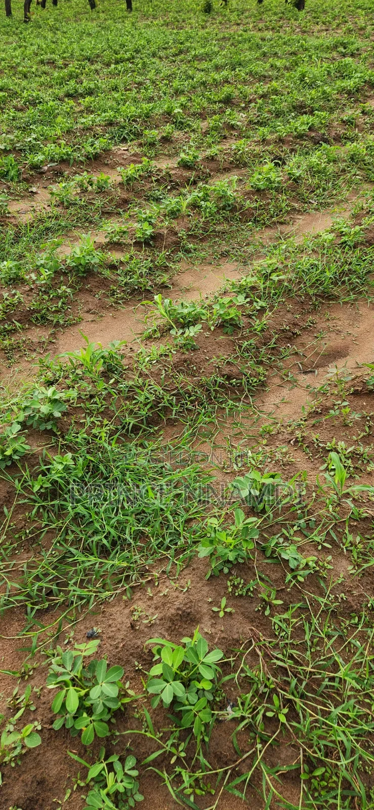 Prime Residential Land for Sale in Lifecamp