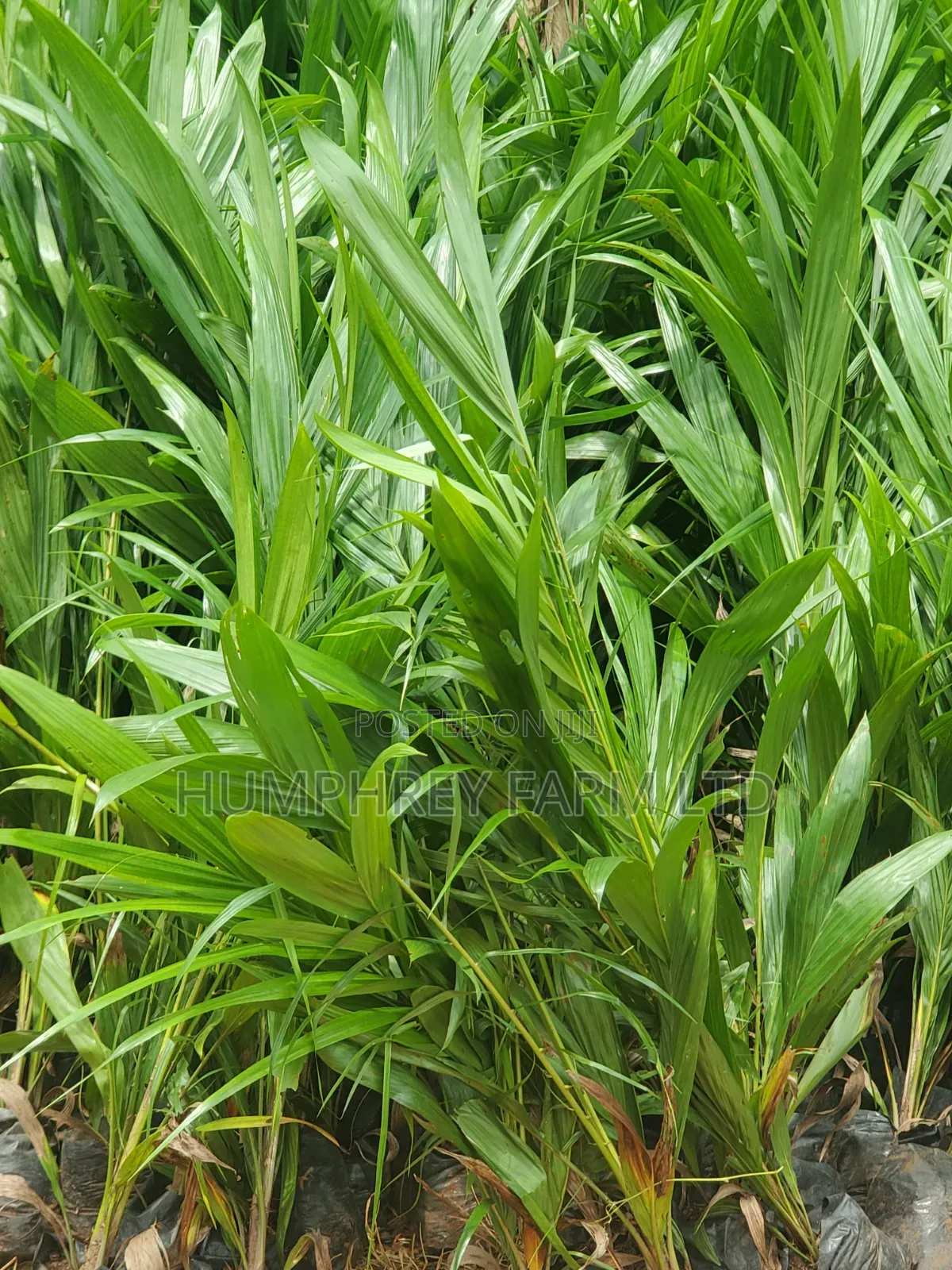 Pure Tenera Oil Palm Seedlings for Sale at Affordable Price