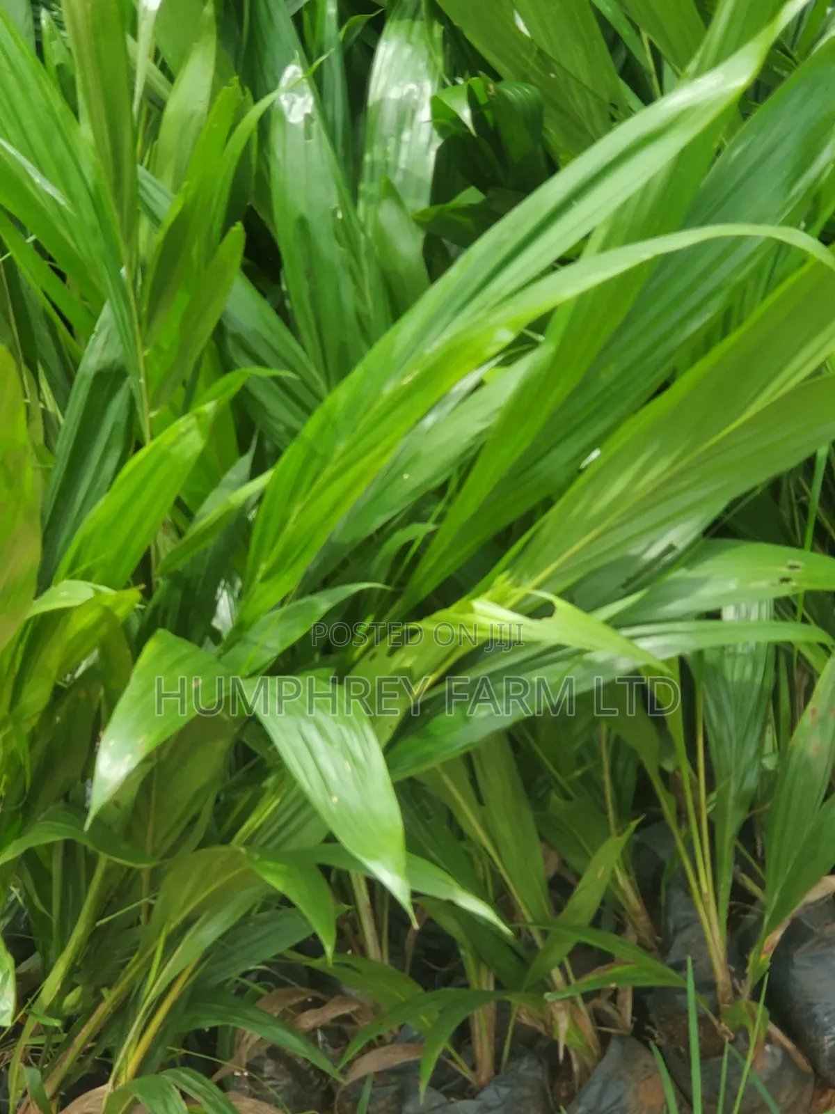 Pure Tenera Oil Palm Seedlings for Sale at Affordable Price