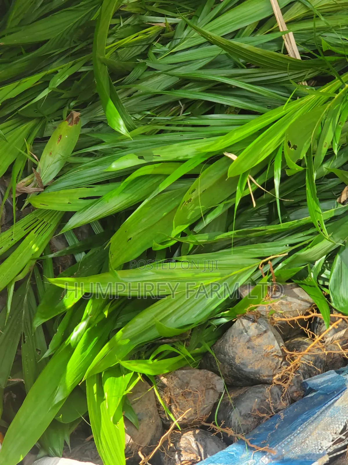 Pure Tenera Oil Palm Seedlings for Sale at Affordable Price