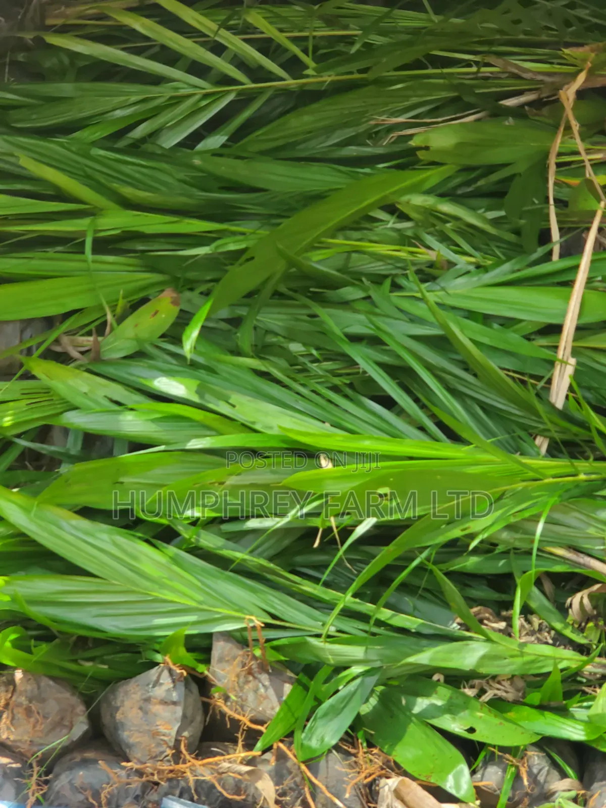 Pure Tenera Oil Palm Seedlings for Sale at Affordable Price