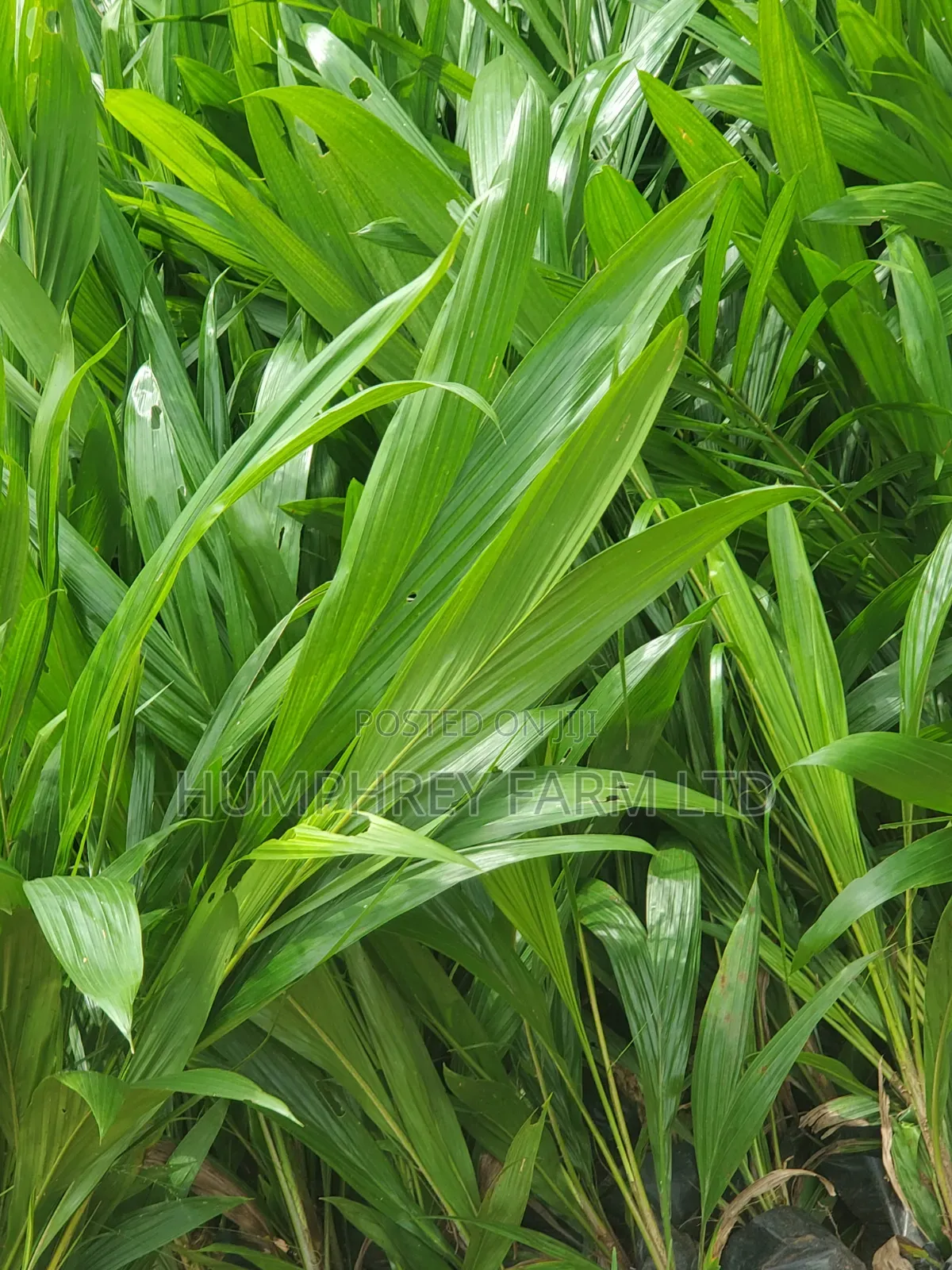 Malaysia Supergene Palm Oil Seeds and Seedlings