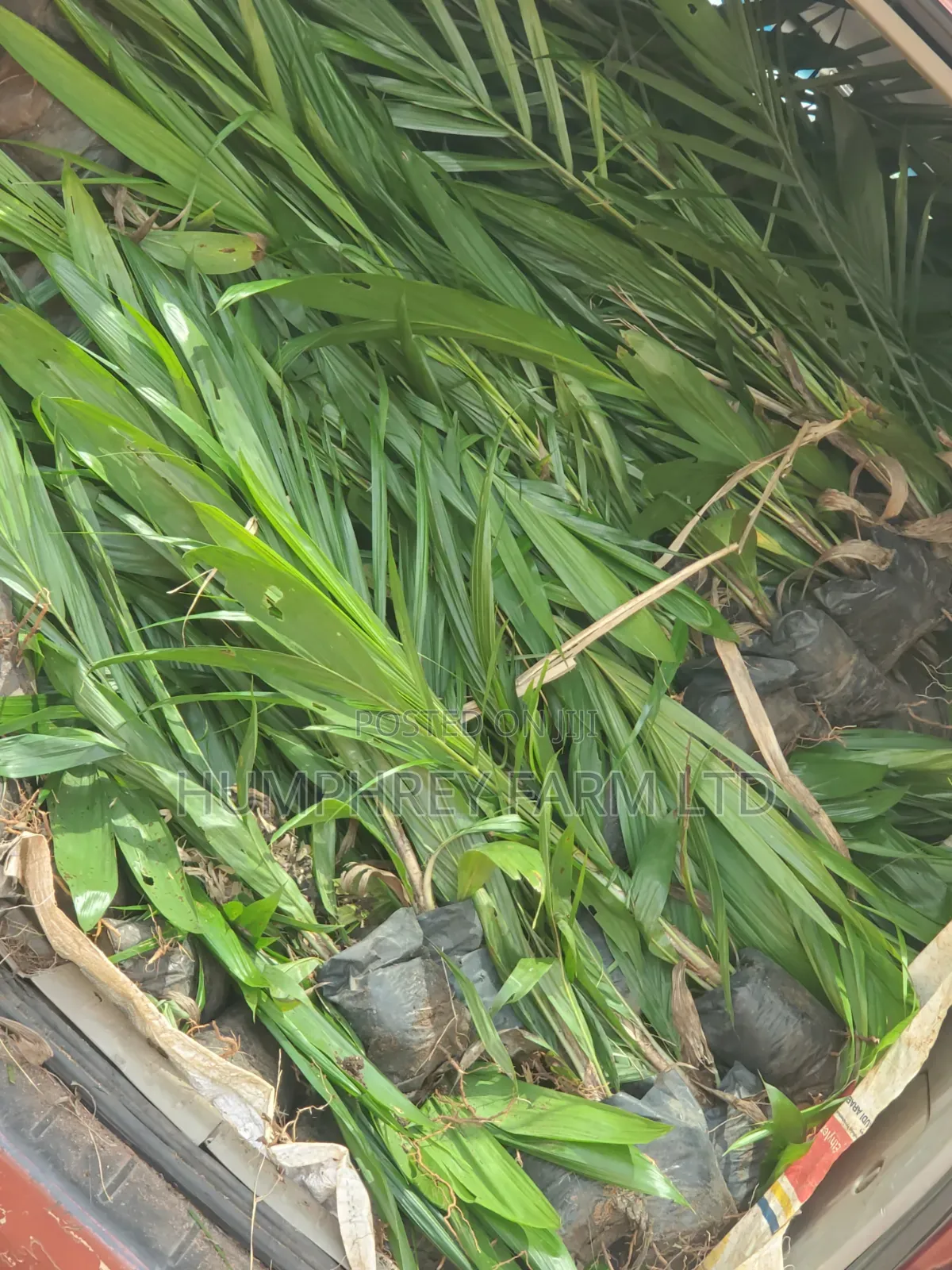 Malaysia Supergene Palm Oil Seeds and Seedlings