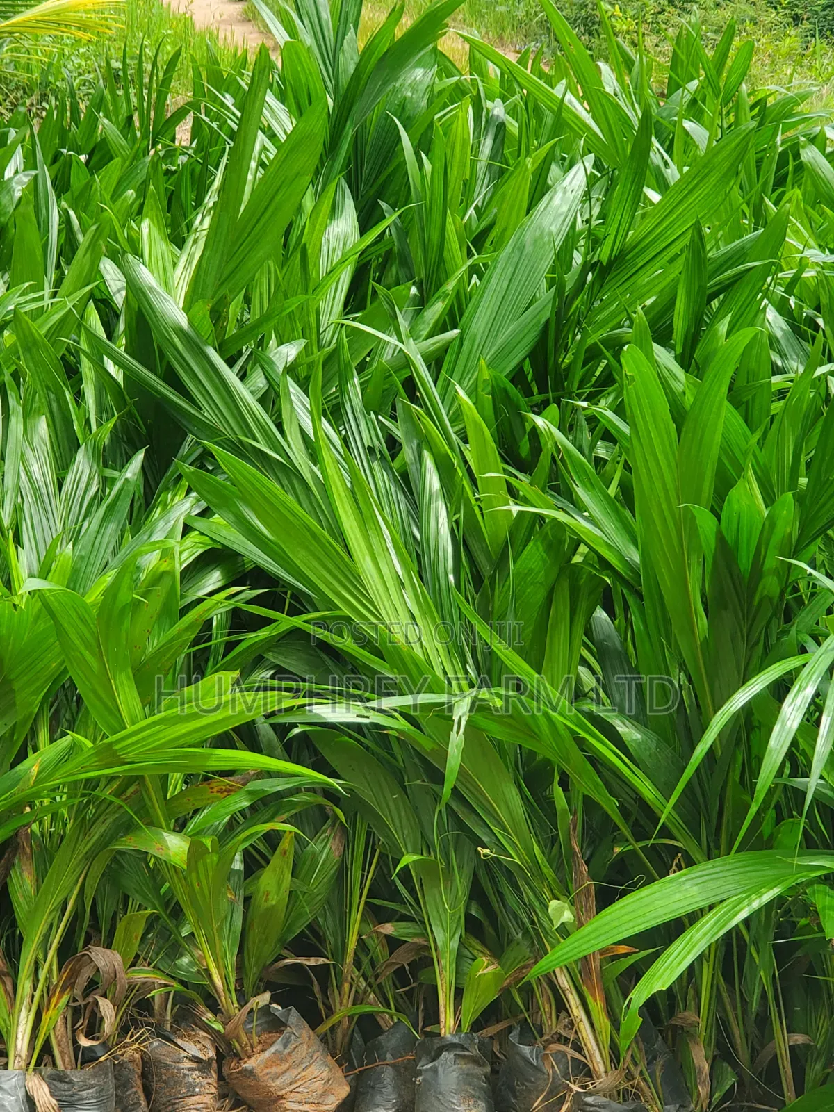 Malaysia Supergene Palm Oil Seeds and Seedlings