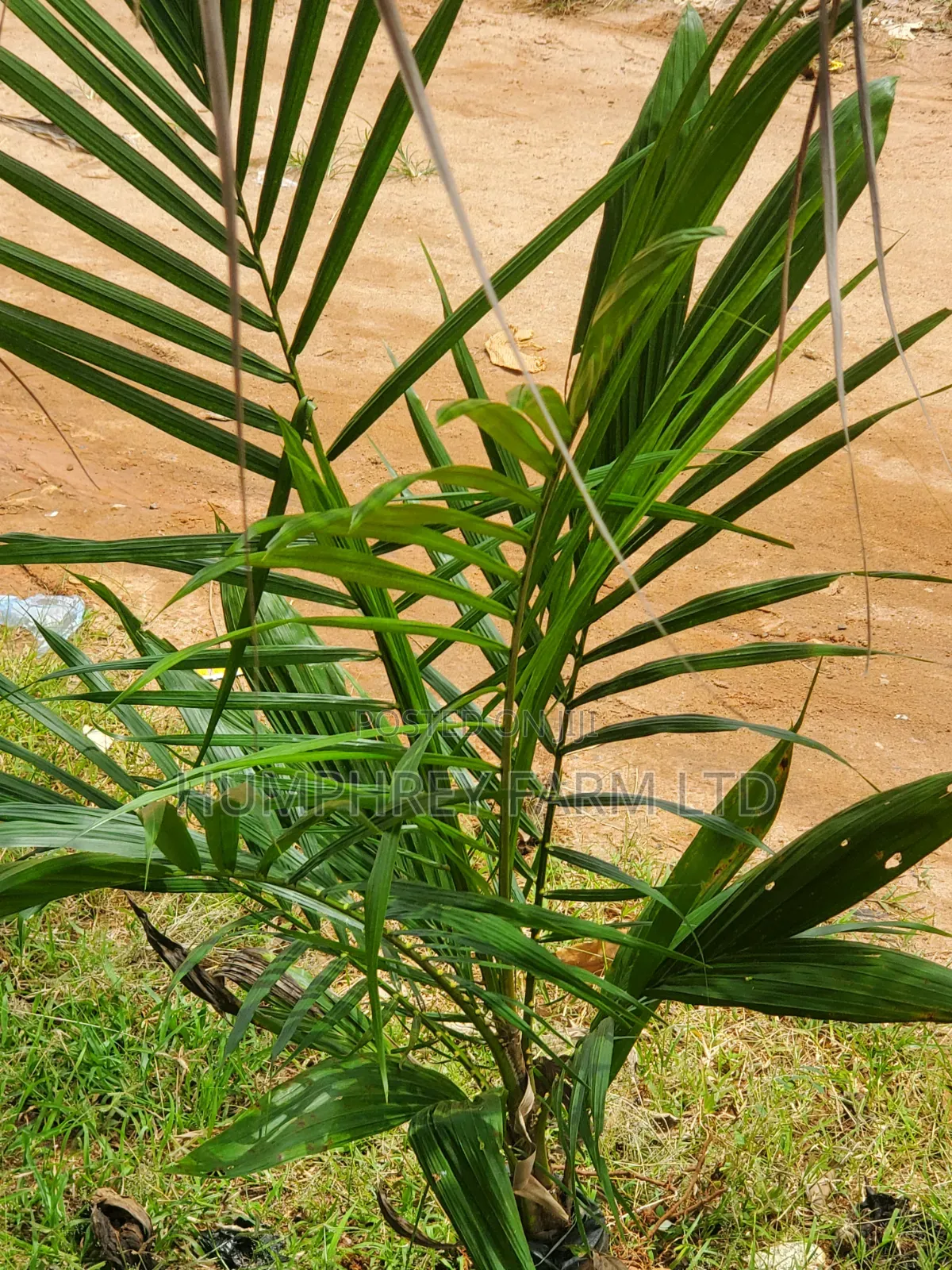 Malaysia Supergene Palm Oil Seeds and Seedlings