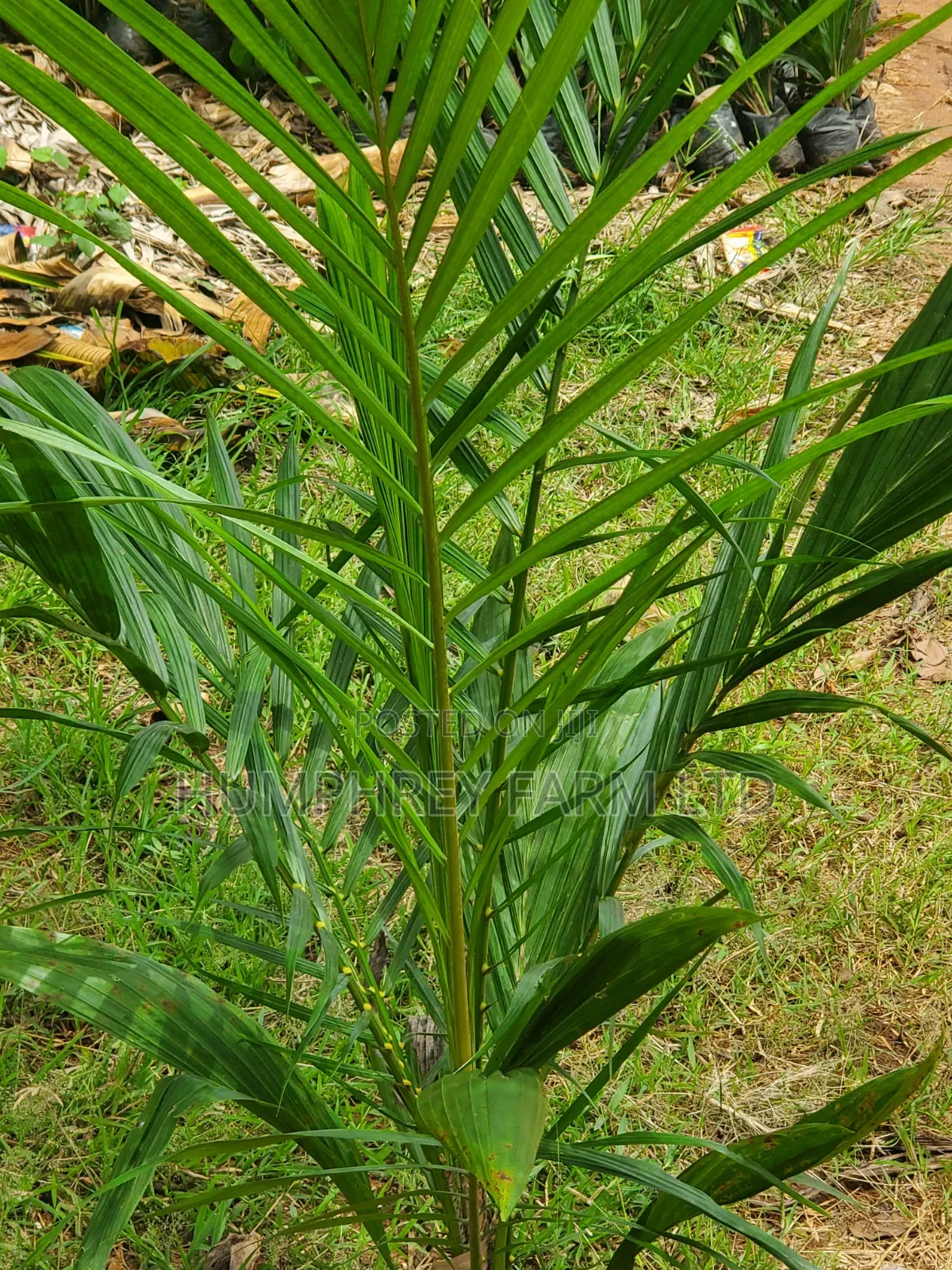 Oil Palm Seedlings for Sale