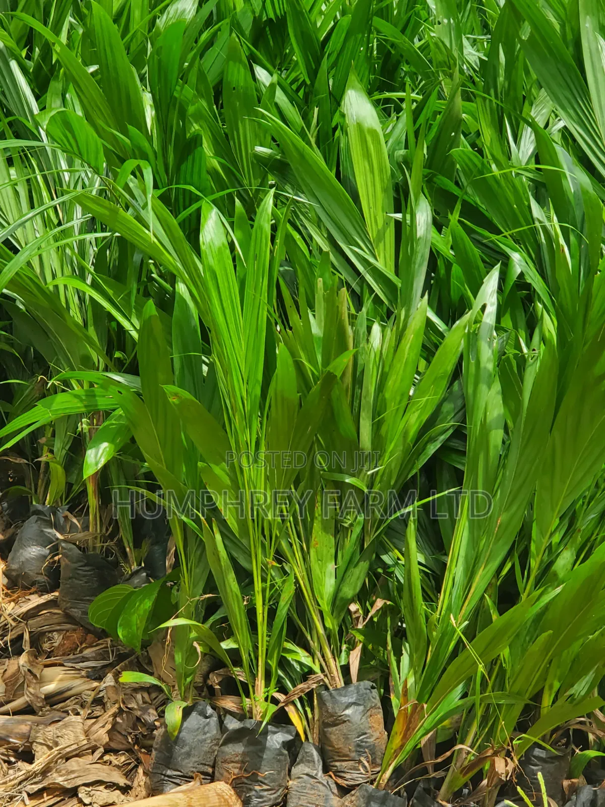 Oil Palm Seedlings for Sale
