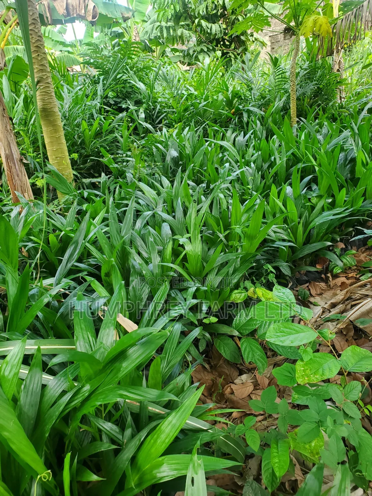 Oil Palm Seedlings for Sale