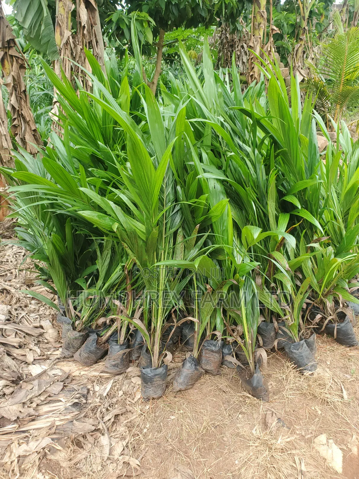 Oil Palm Seedlings for Sale