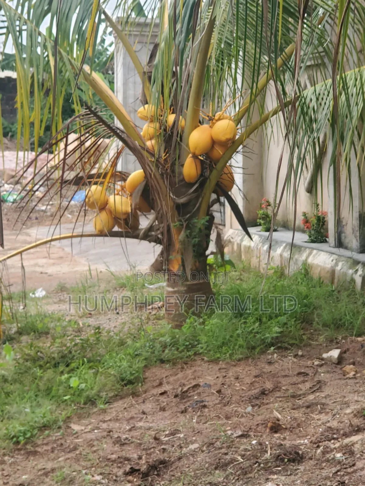 Call for Your Oil Palm Seedlings and Seeds