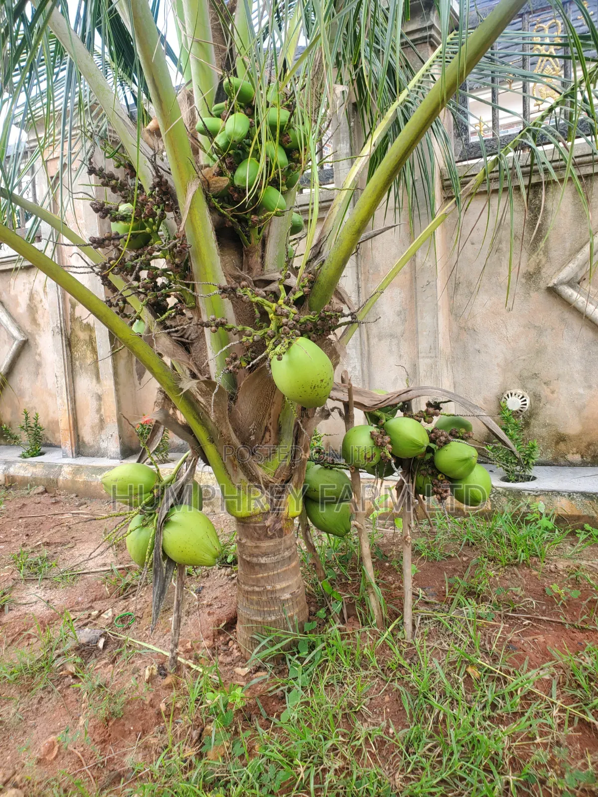 Call for Your Oil Palm Seedlings and Seeds