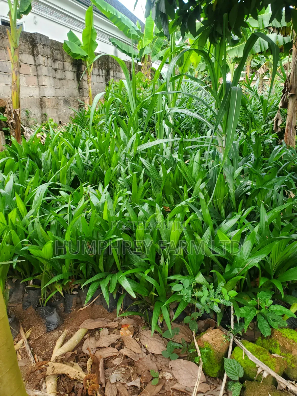 Call for Your Oil Palm Seedlings and Seeds