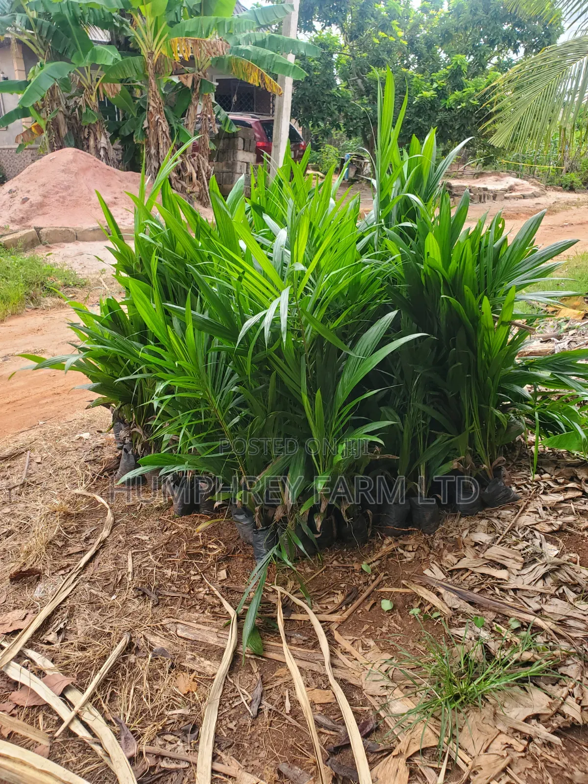 Call for Your Oil Palm Seedlings and Seeds