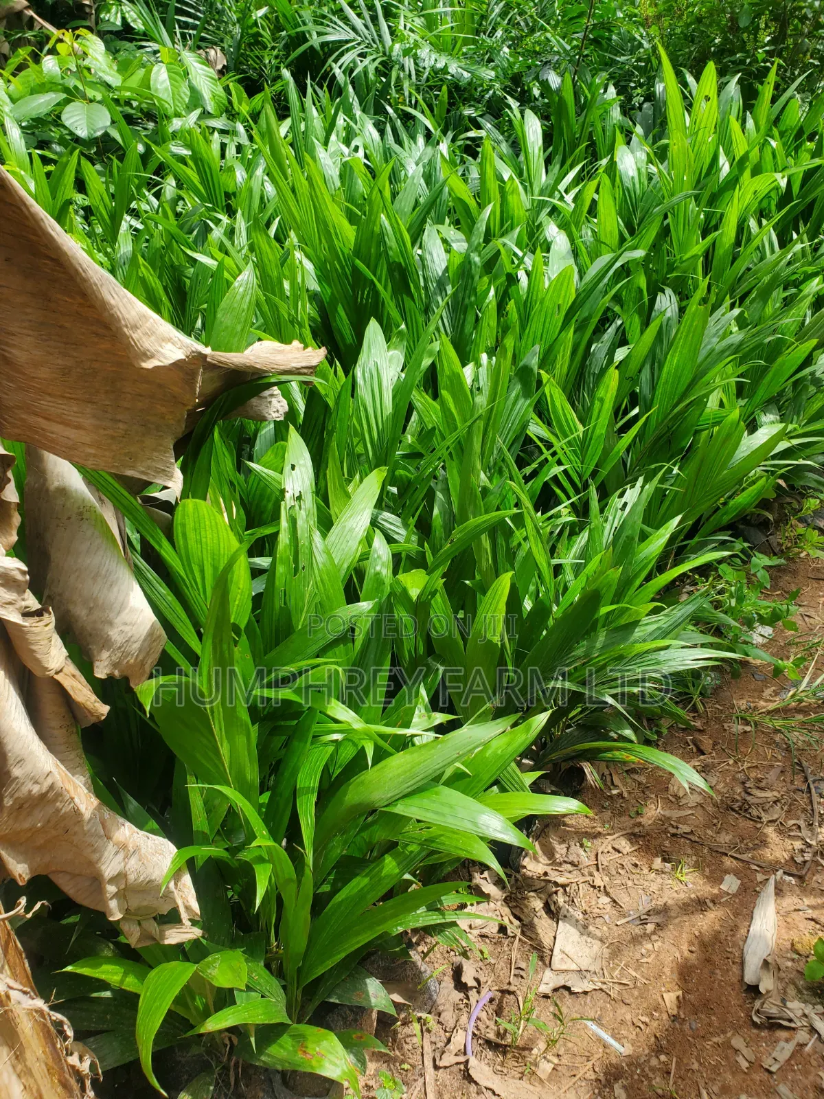 Oil Palm Supergen Seedlings for Sale