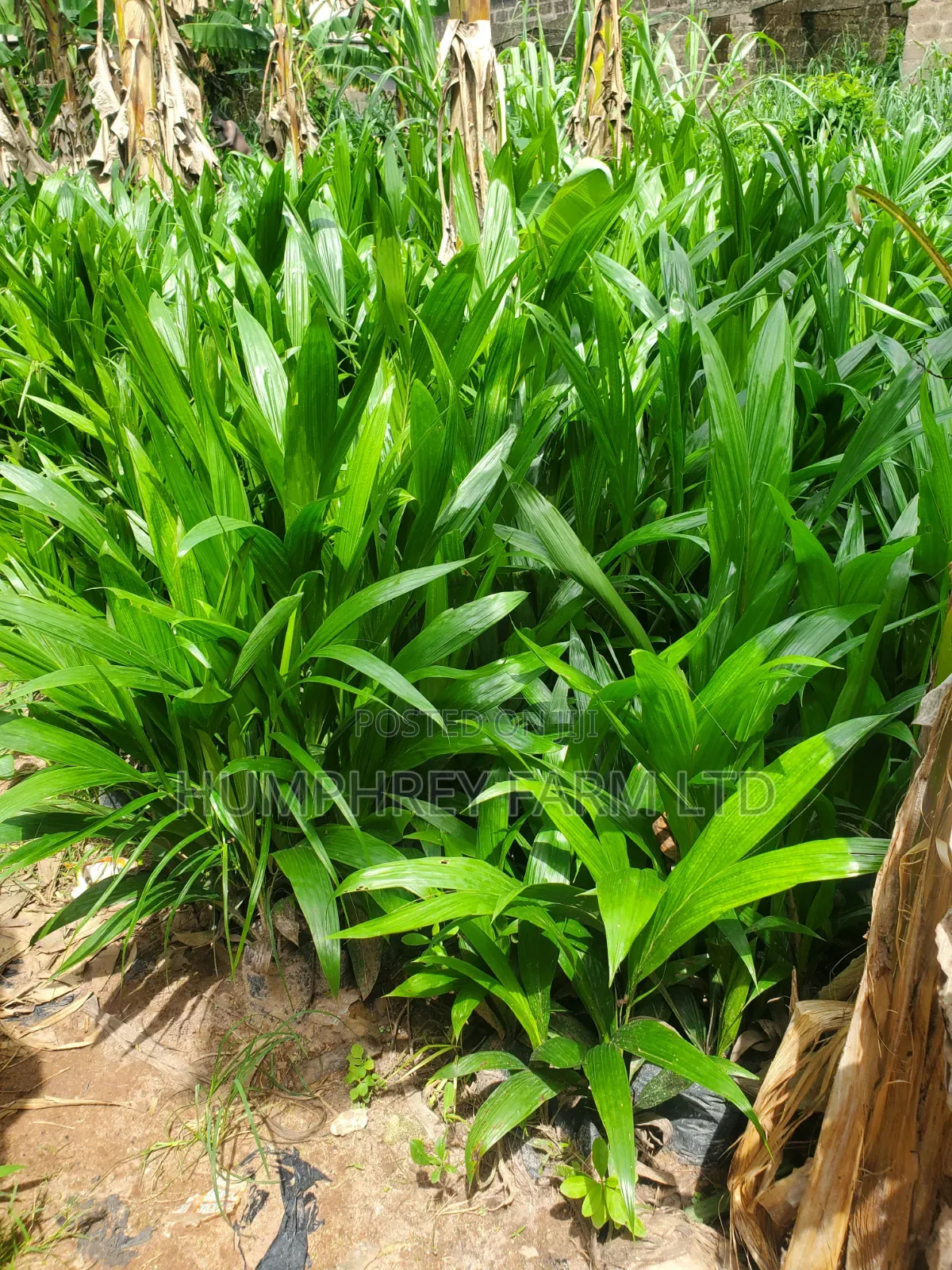 Oil Palm Supergen Seedlings for Sale
