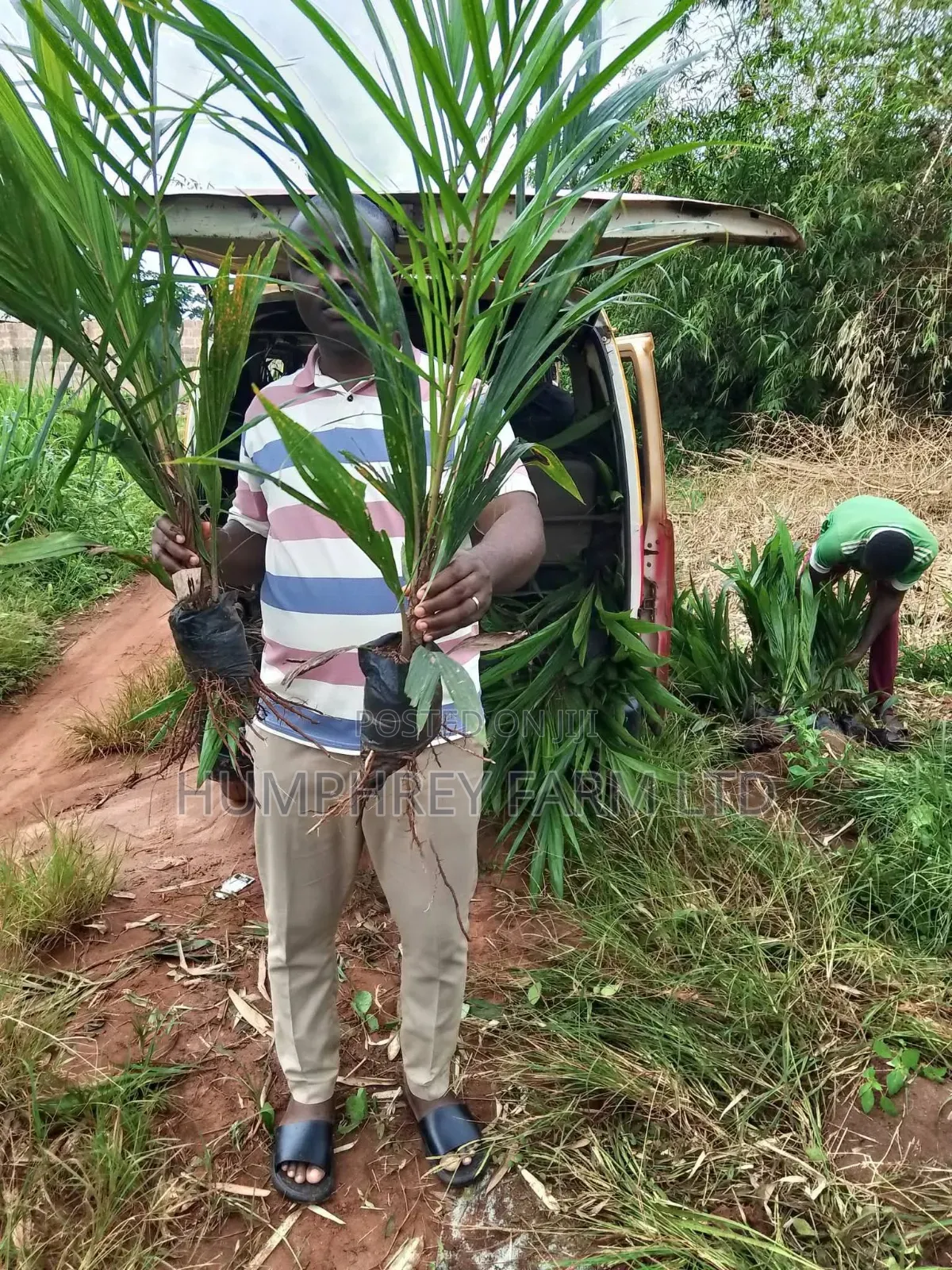 Oil Palm Supergen Seedlings for Sale