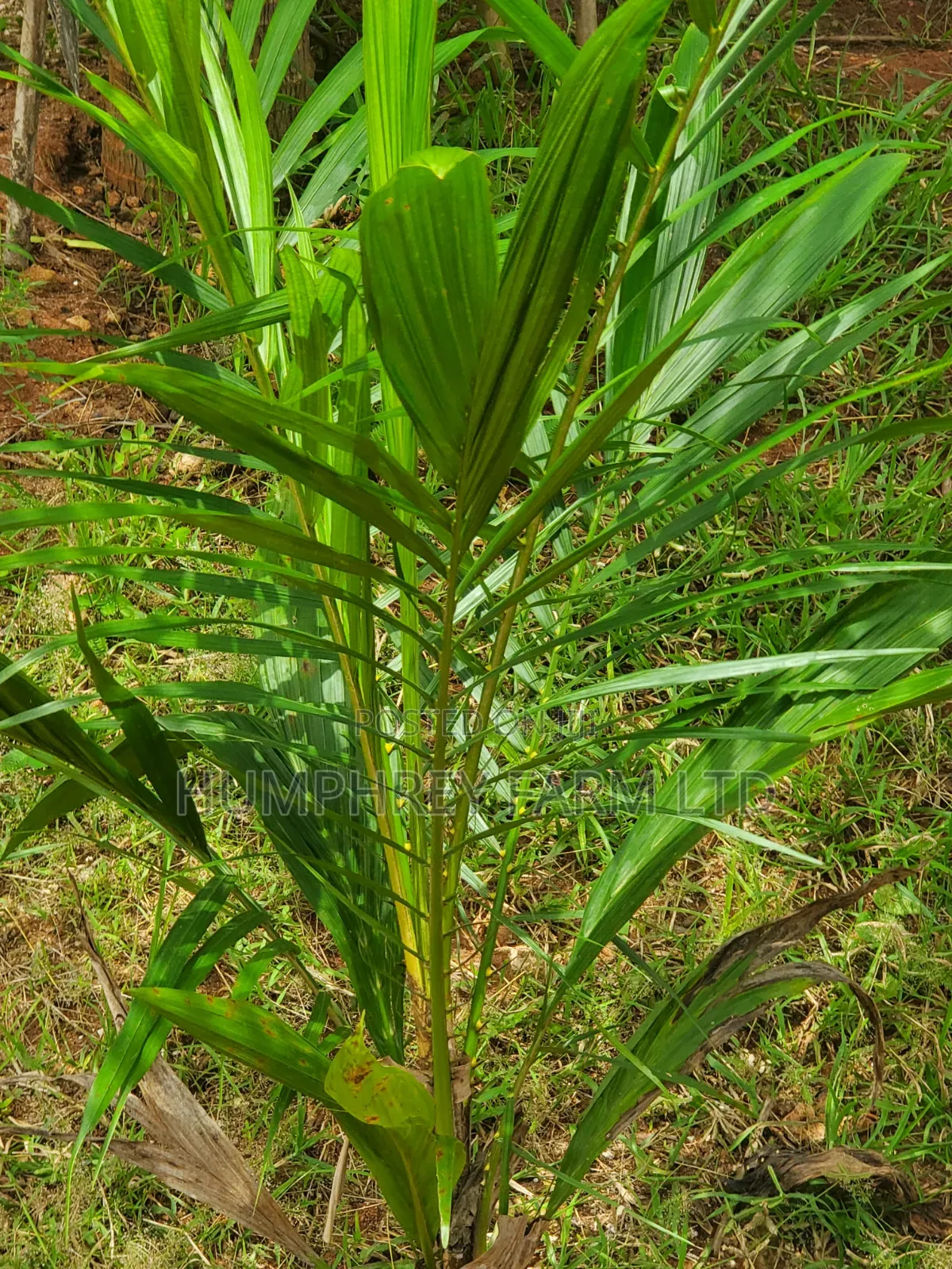 Oil Palm Supergen Seedlings for Sale