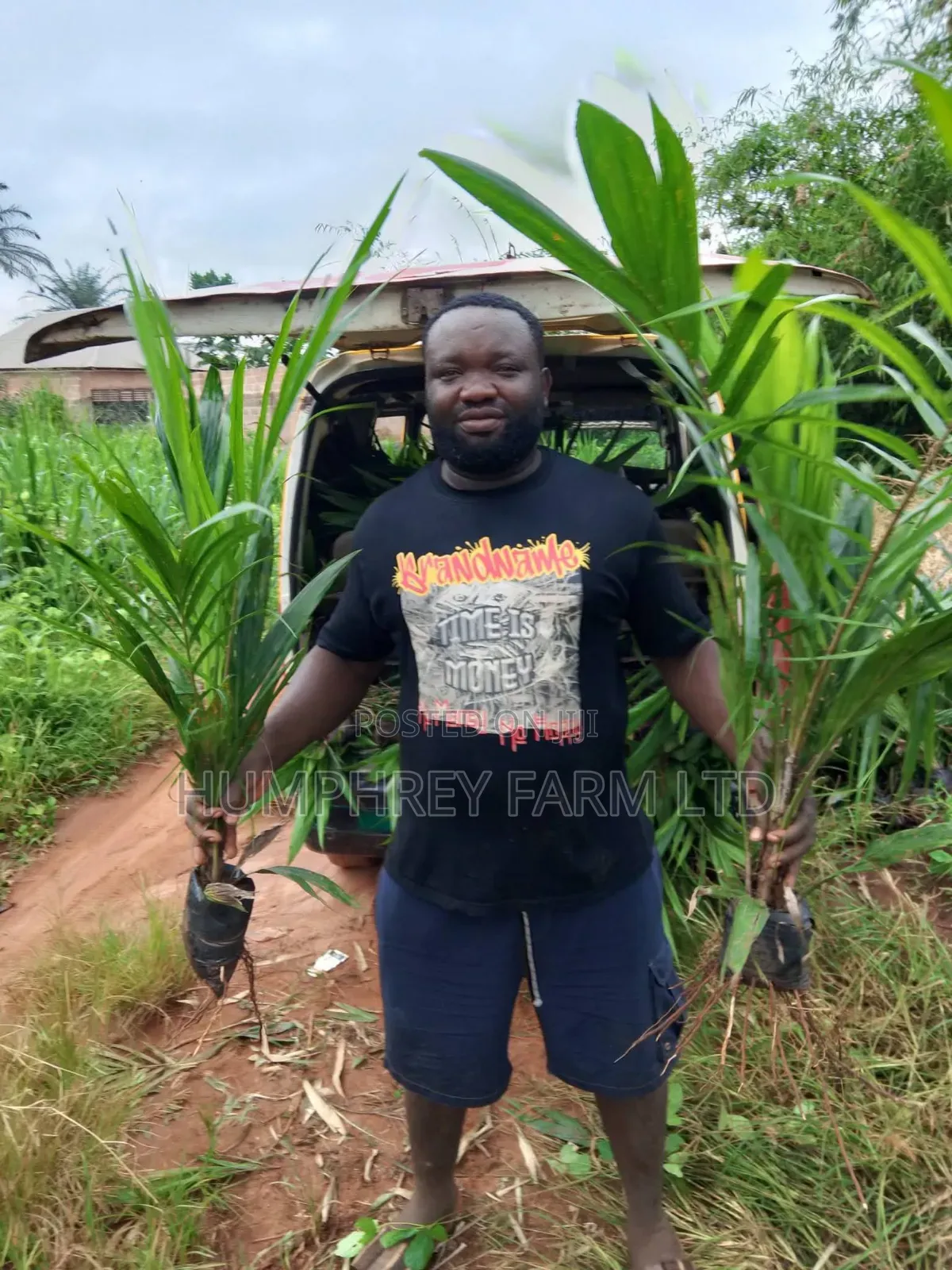 Hybrid Tenera Oil Palm Seedlings