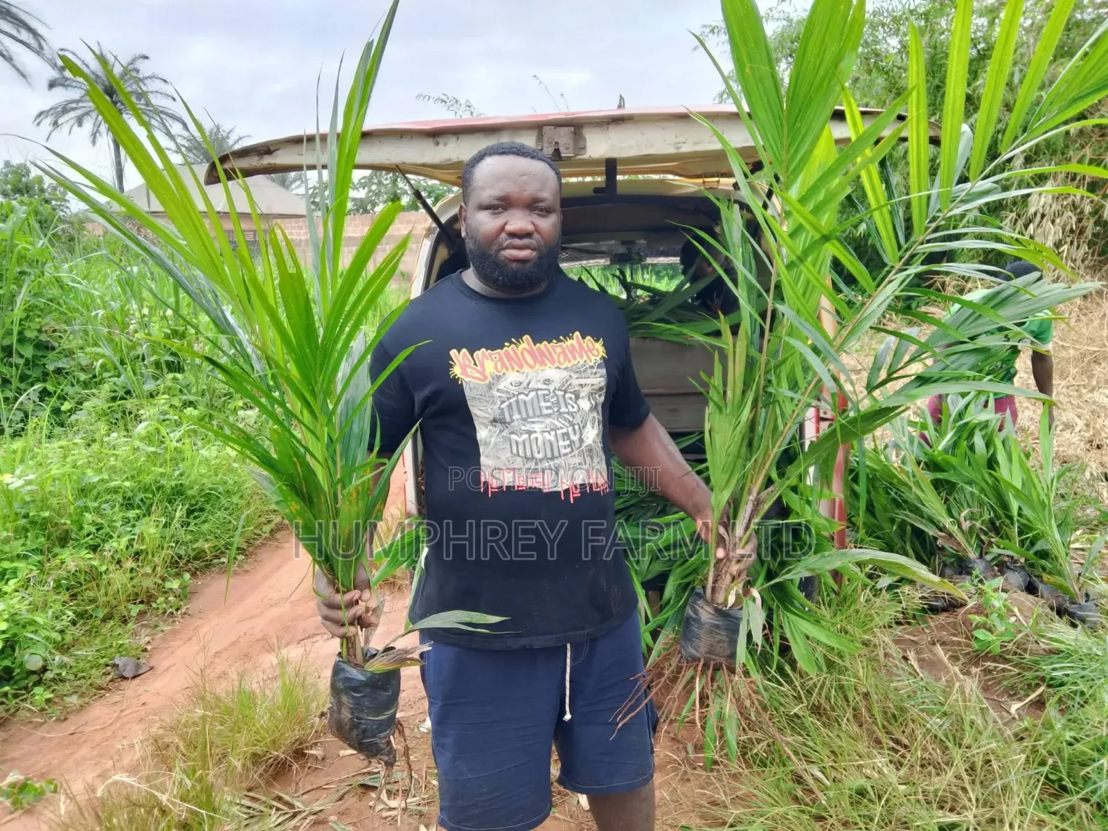 Hybrid Tenera Oil Palm Seedlings