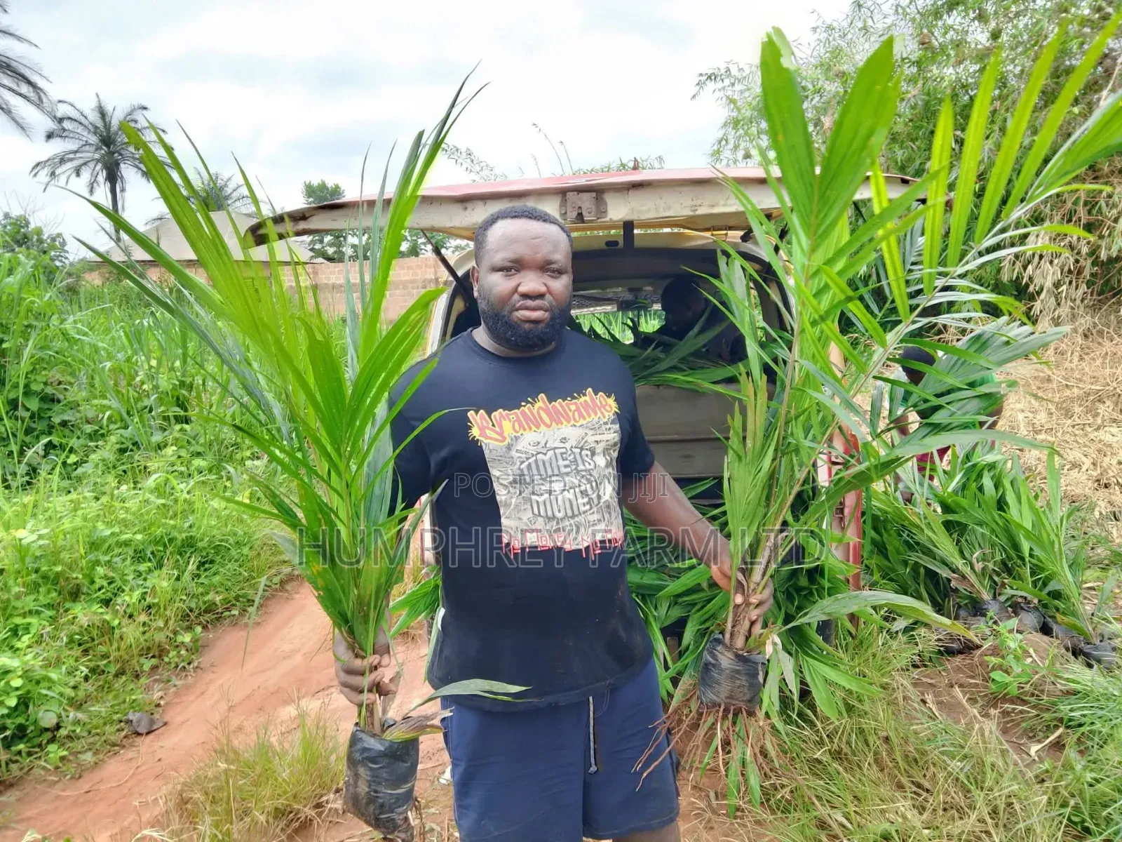 Hybrid Tenera Oil Palm Seedlings