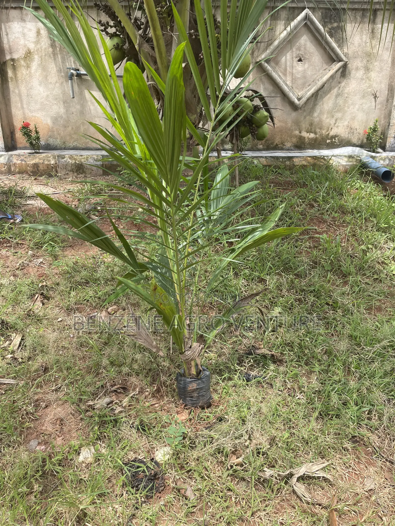 Palm Seedling