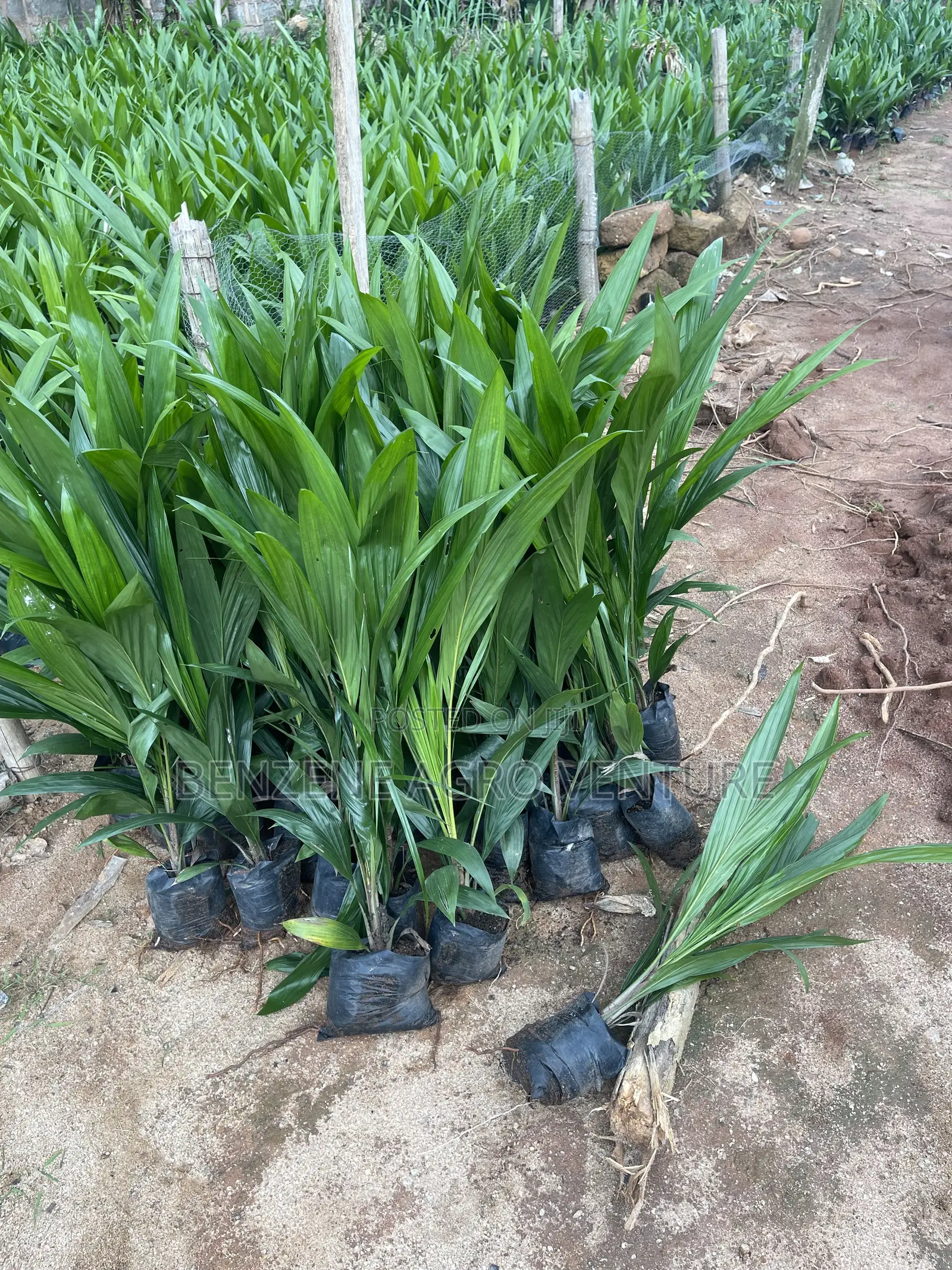 Palm Seedling