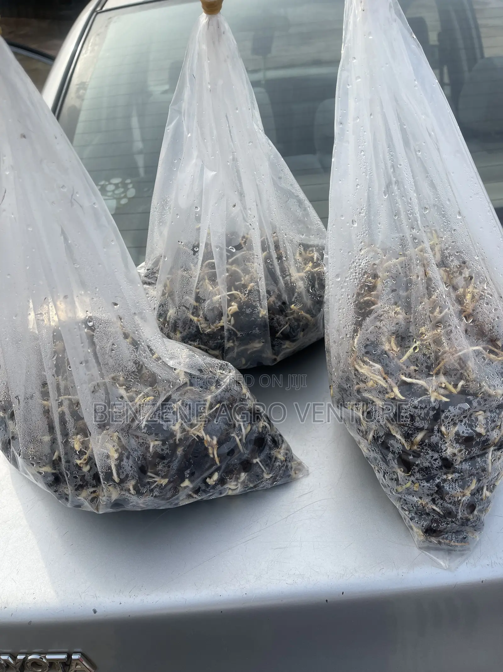 Sprouted Palm Seeds