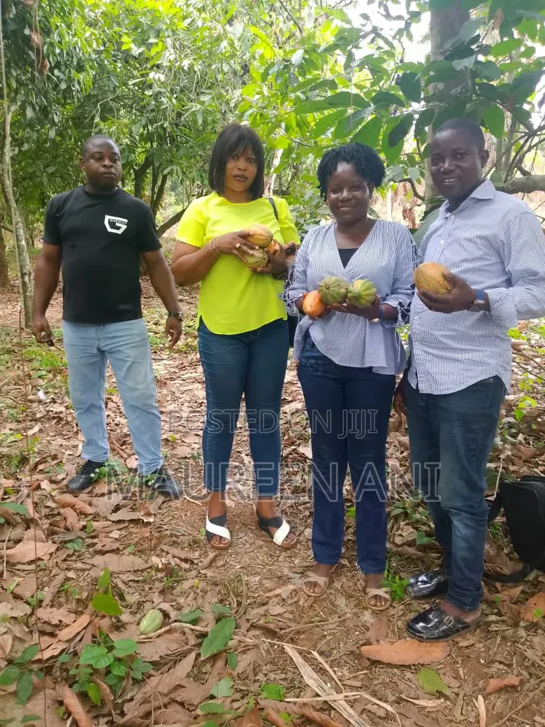 The Most Sought Investment Ever Cocoa