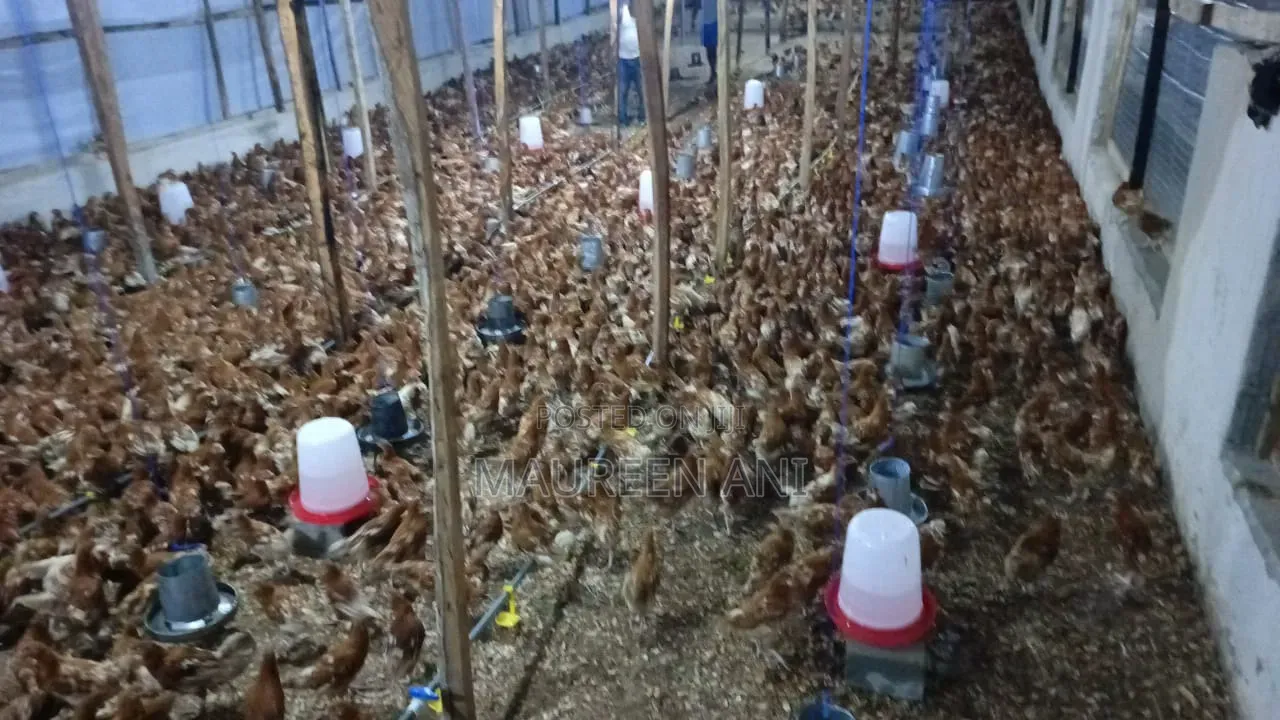 The New Gold Poultry Investment