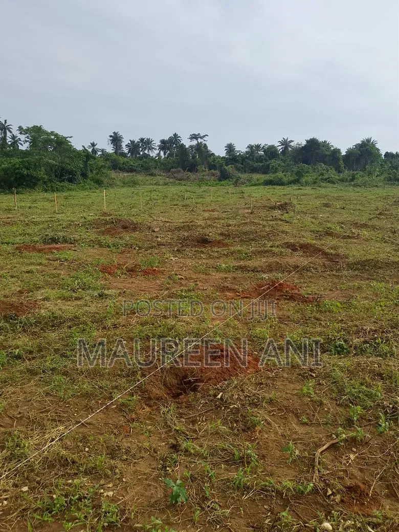 The New Gold Poultry Investment