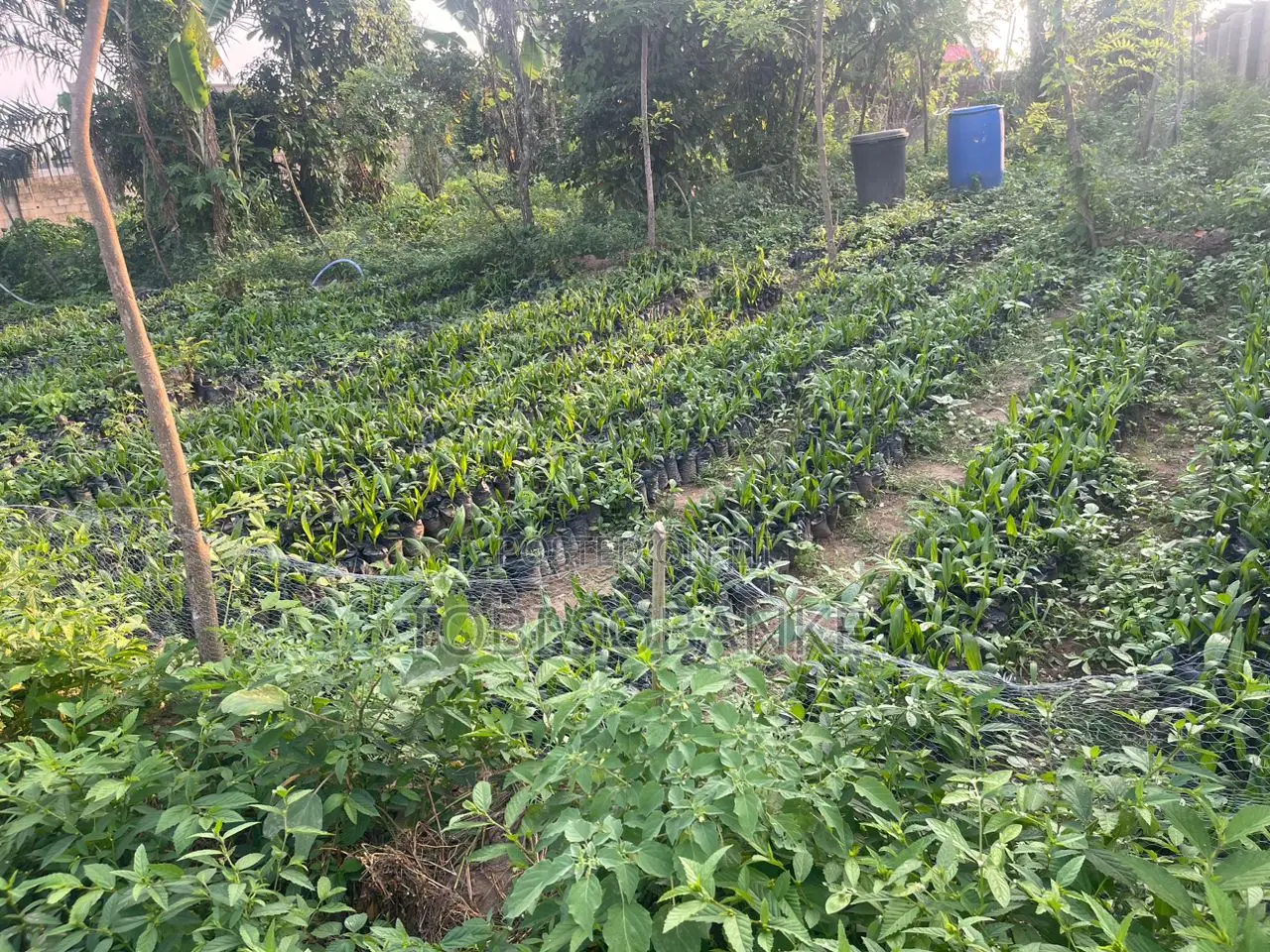 Fully Managed Palm Oil Farm Land in Abeokuta - 100% Secure Title
