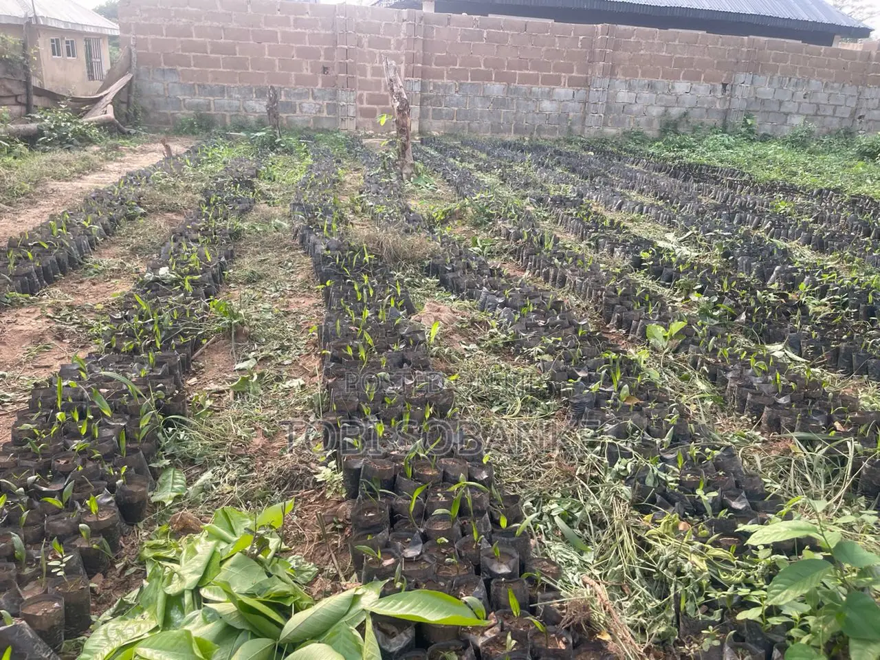 Fully Managed Palm Oil Farm Land in Abeokuta - 100% Secure Title